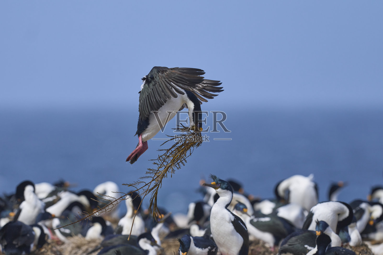 帝国大佬要登陆了照片摄影图片