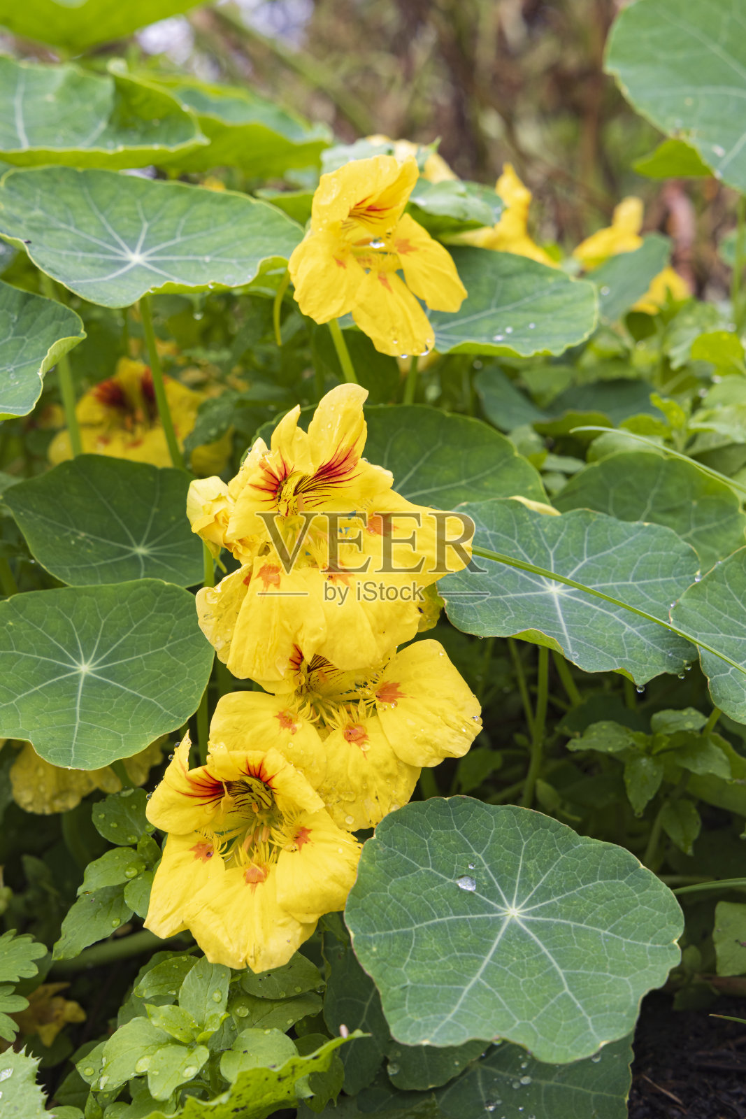 社区花园里的可食用花照片摄影图片