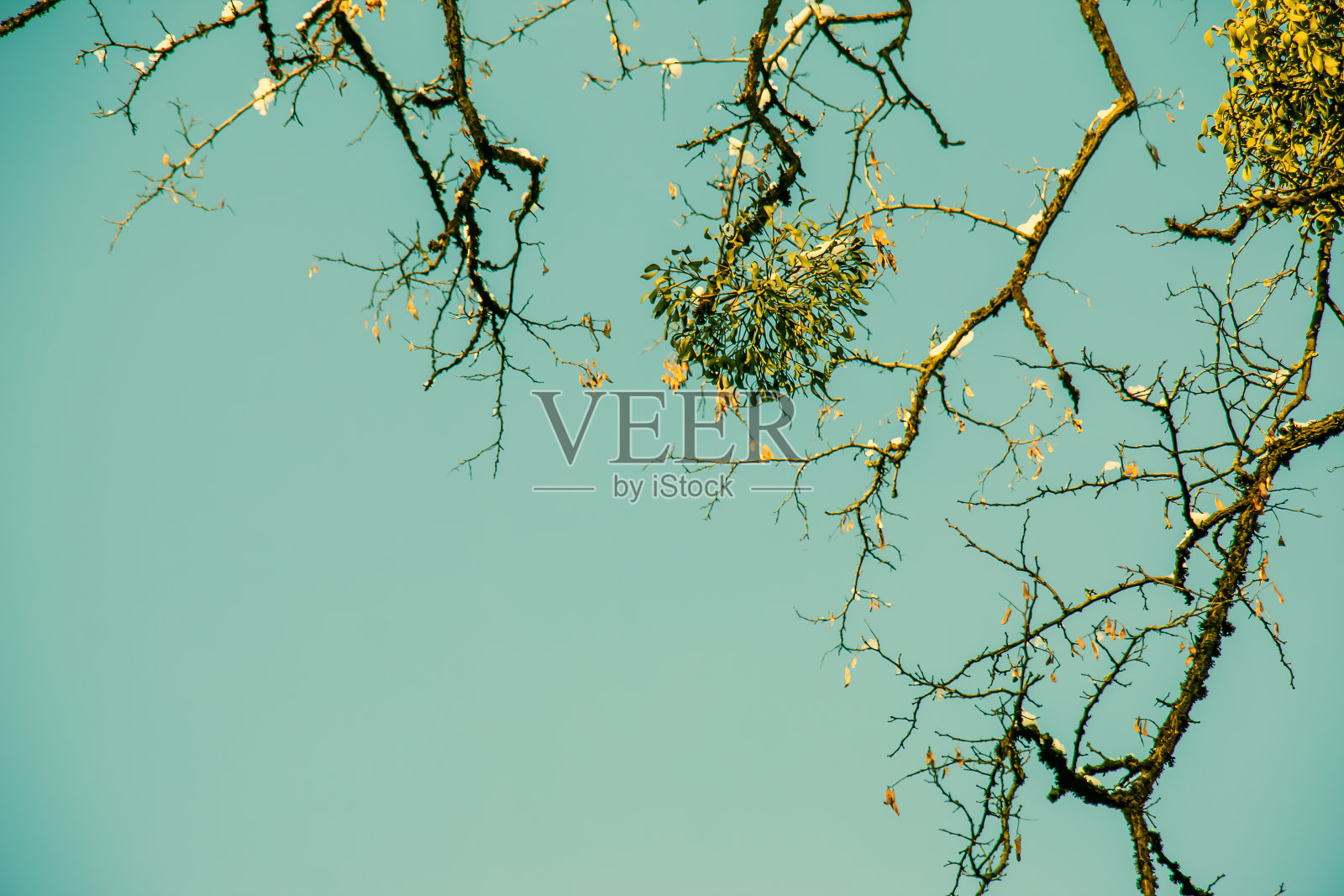 槲寄生是几种树种冬季的半寄生植物。照片摄影图片