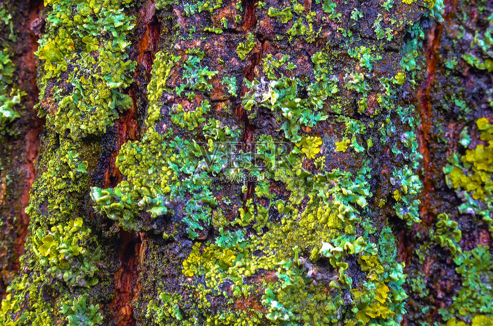 树干上长满地衣，菌藻共生，指示种照片摄影图片