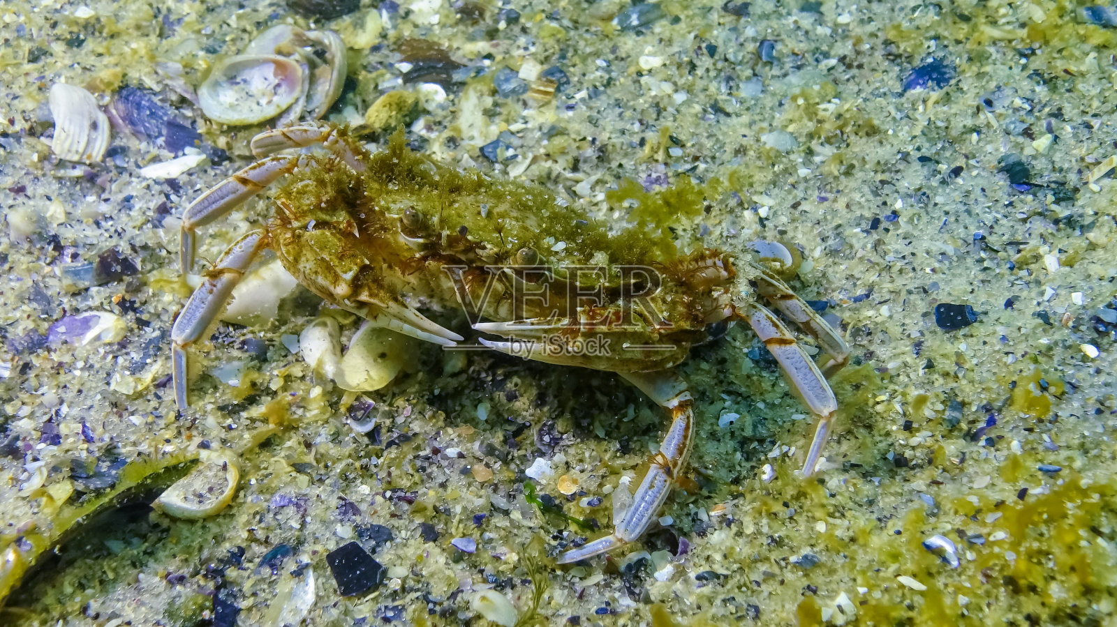 游蟹(Macropipus holsatus)吃贻贝肉，产自黑海照片摄影图片