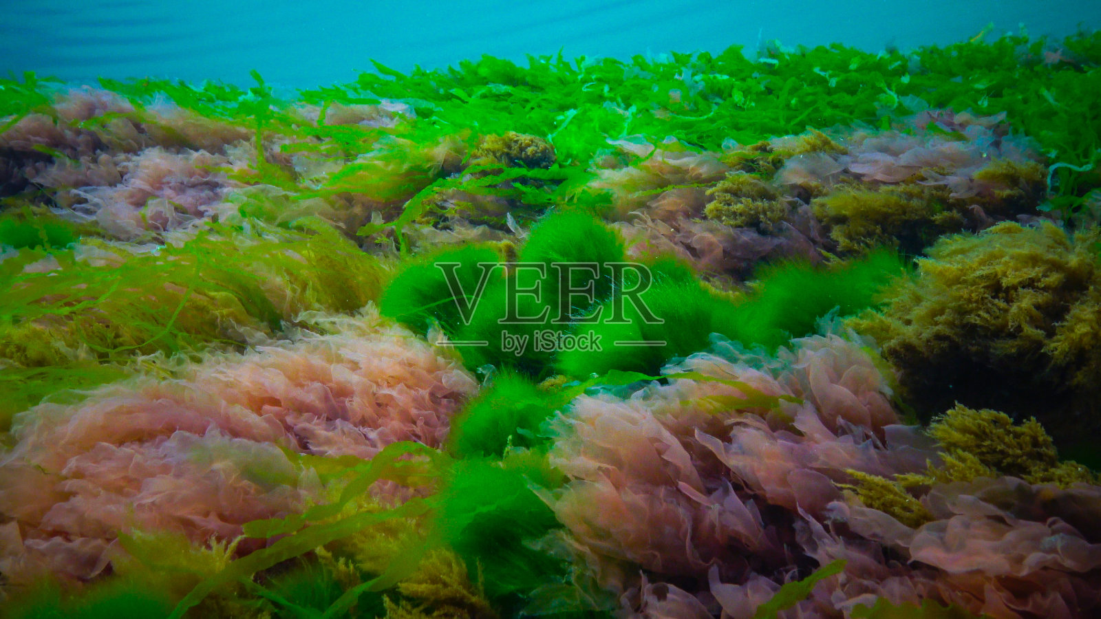 黑海水下景观。海底的绿色、红色和棕色藻类照片摄影图片