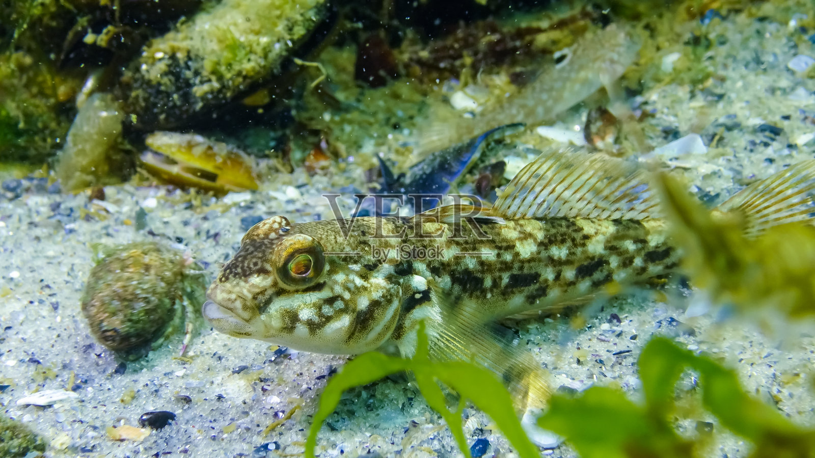 圆虾虎鱼(Neogobius melanostomus) -生活在藻类底部的商业鱼类照片摄影图片