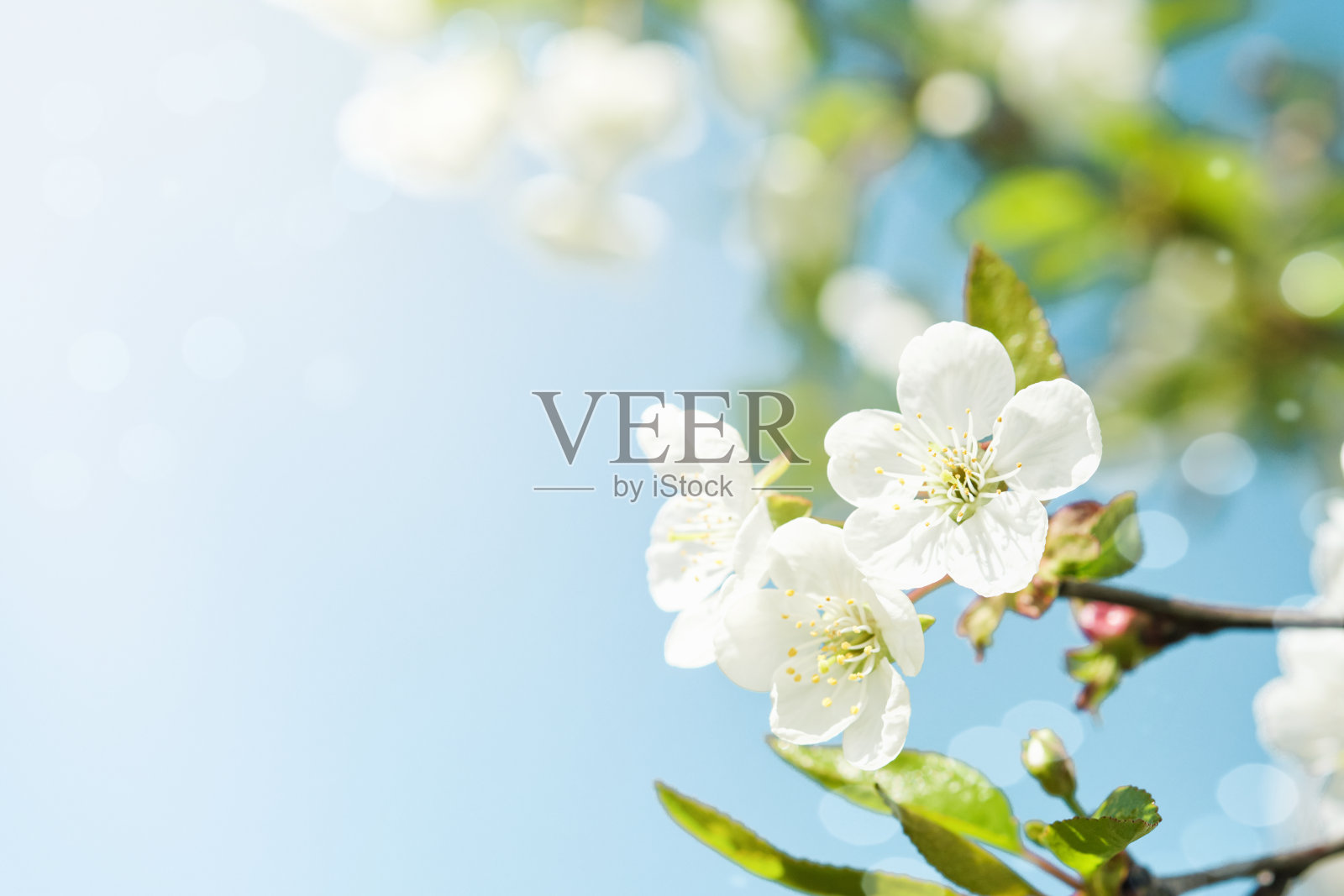 在蓝天的背景下盛开着白色的苹果或樱花。快乐的逾越节背景。春天复活节的背景。世界环境日。复活节、生日、妇女节放假。前视图。模拟。照片摄影图片