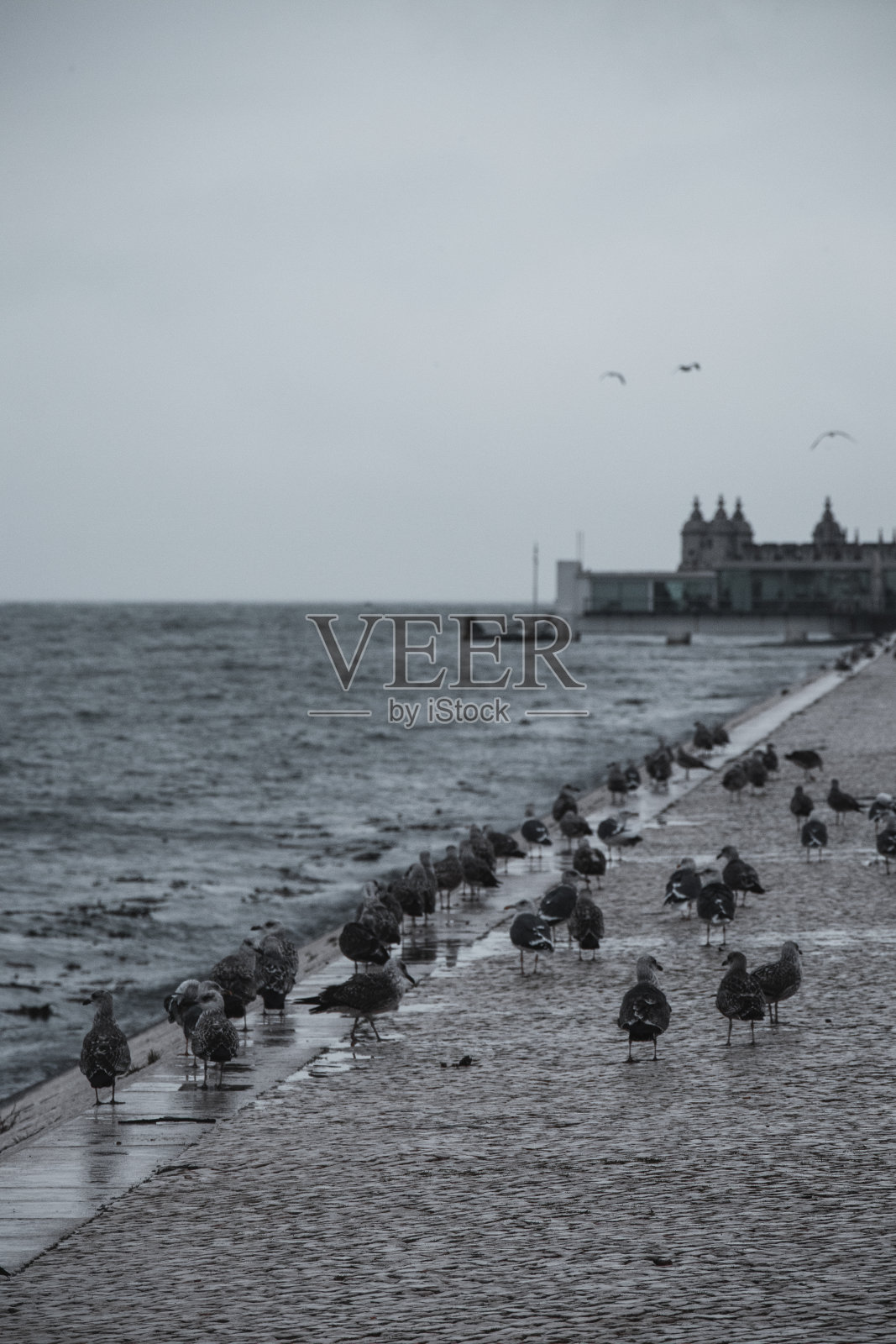 葡萄牙里斯本港口生活与野生动物照片摄影图片