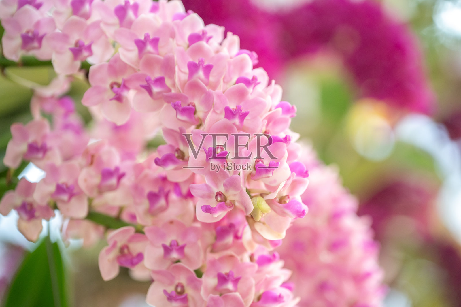 花园里美丽的兰花照片摄影图片