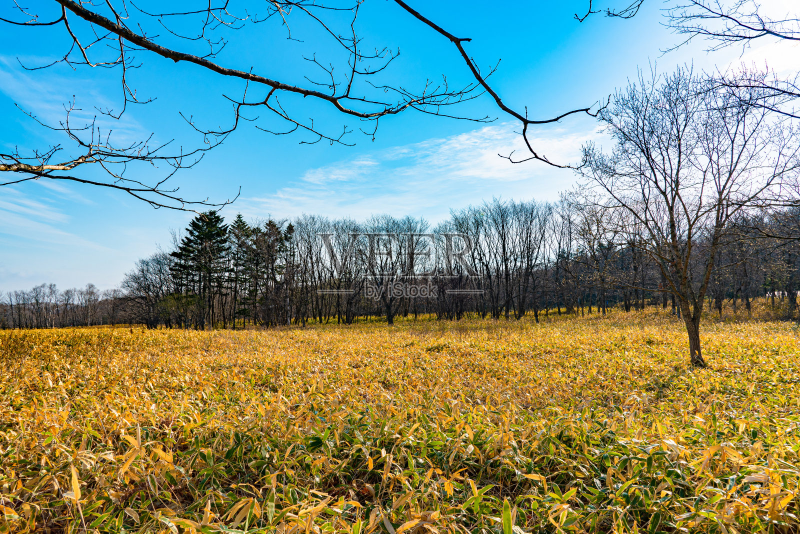阳光明媚的日子里，树林里干枯的树木和小径照片摄影图片