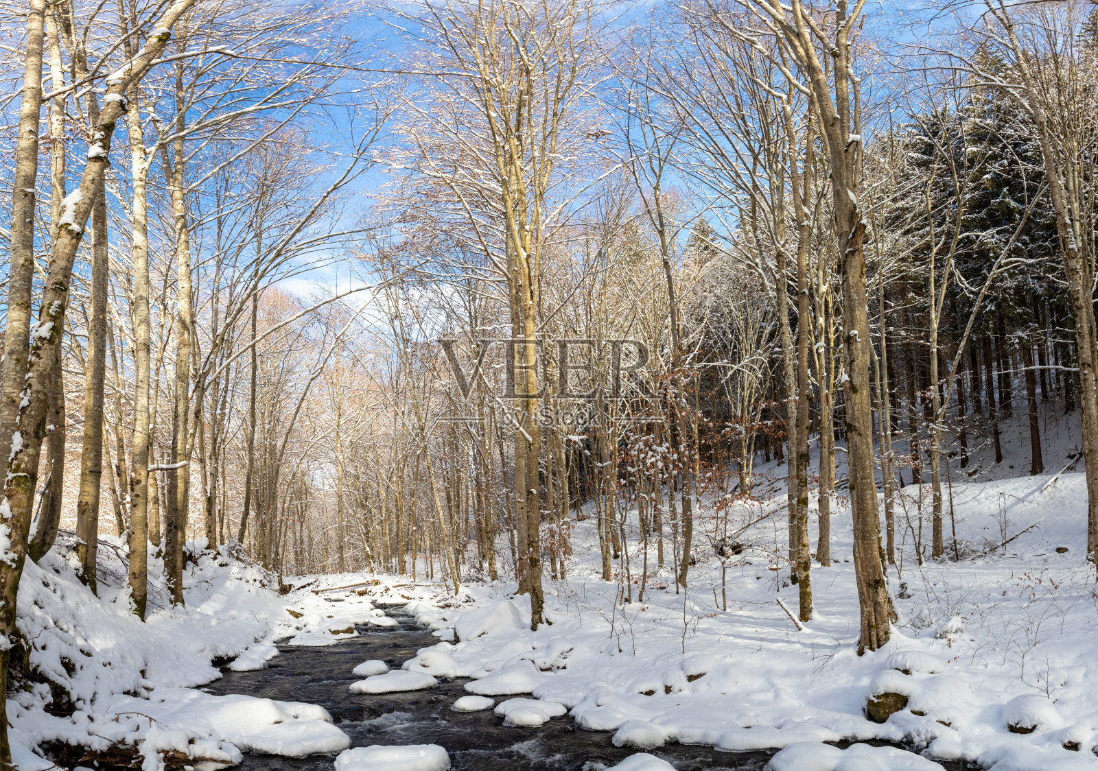 阳光明媚的日子里，一条被雪覆盖的小路蜿蜒穿过一片白雪覆盖的森林照片摄影图片