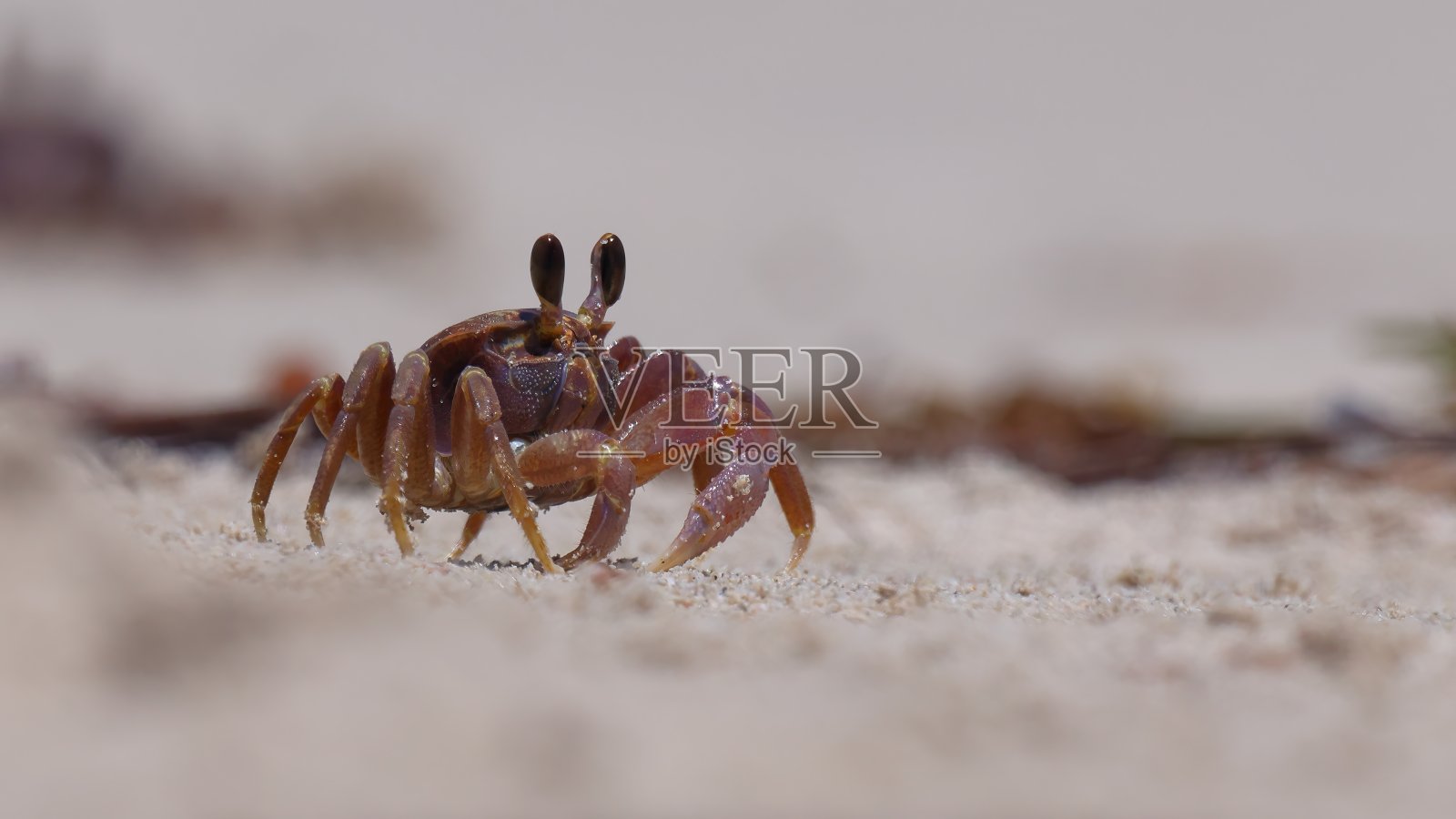 海滩上鬼蟹的特写，在地面上，浅深度聚焦照片摄影图片