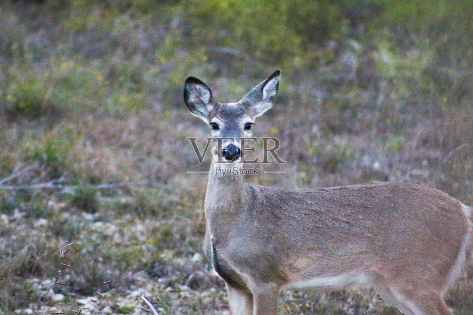 白尾母鹿照片摄影图片