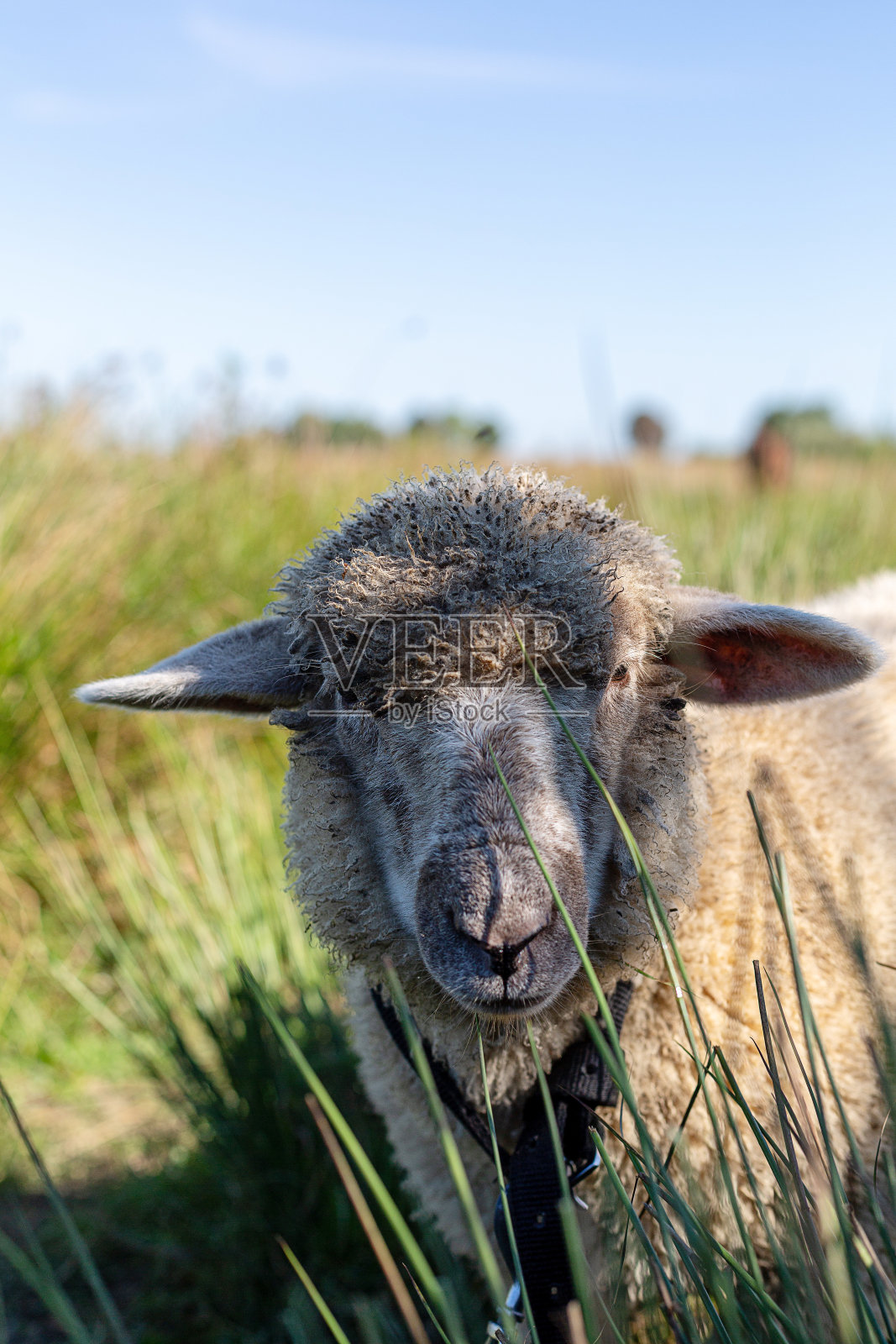 绵羊在乡村风景中的特写照片摄影图片