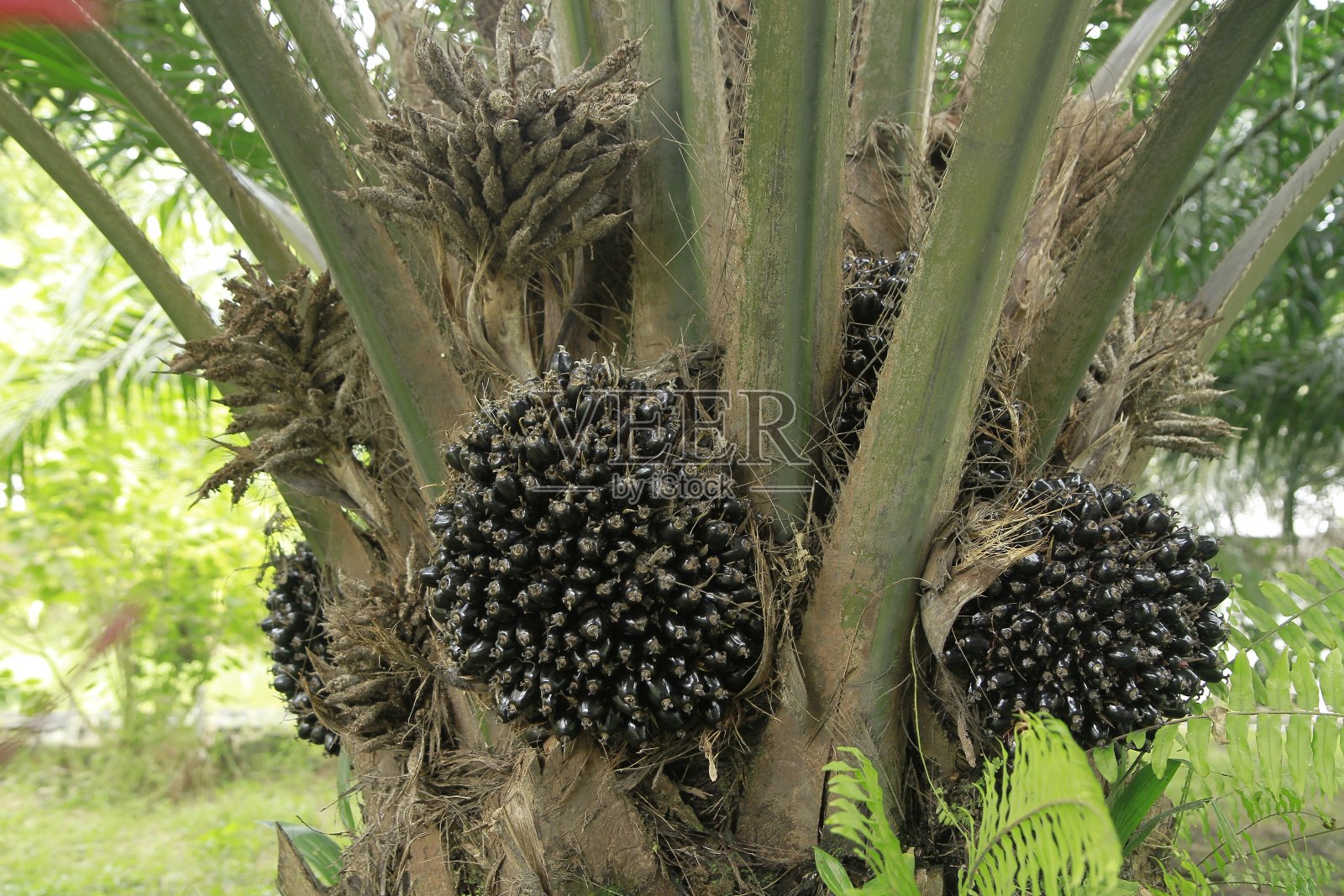 油棕果实在树枝上照片摄影图片