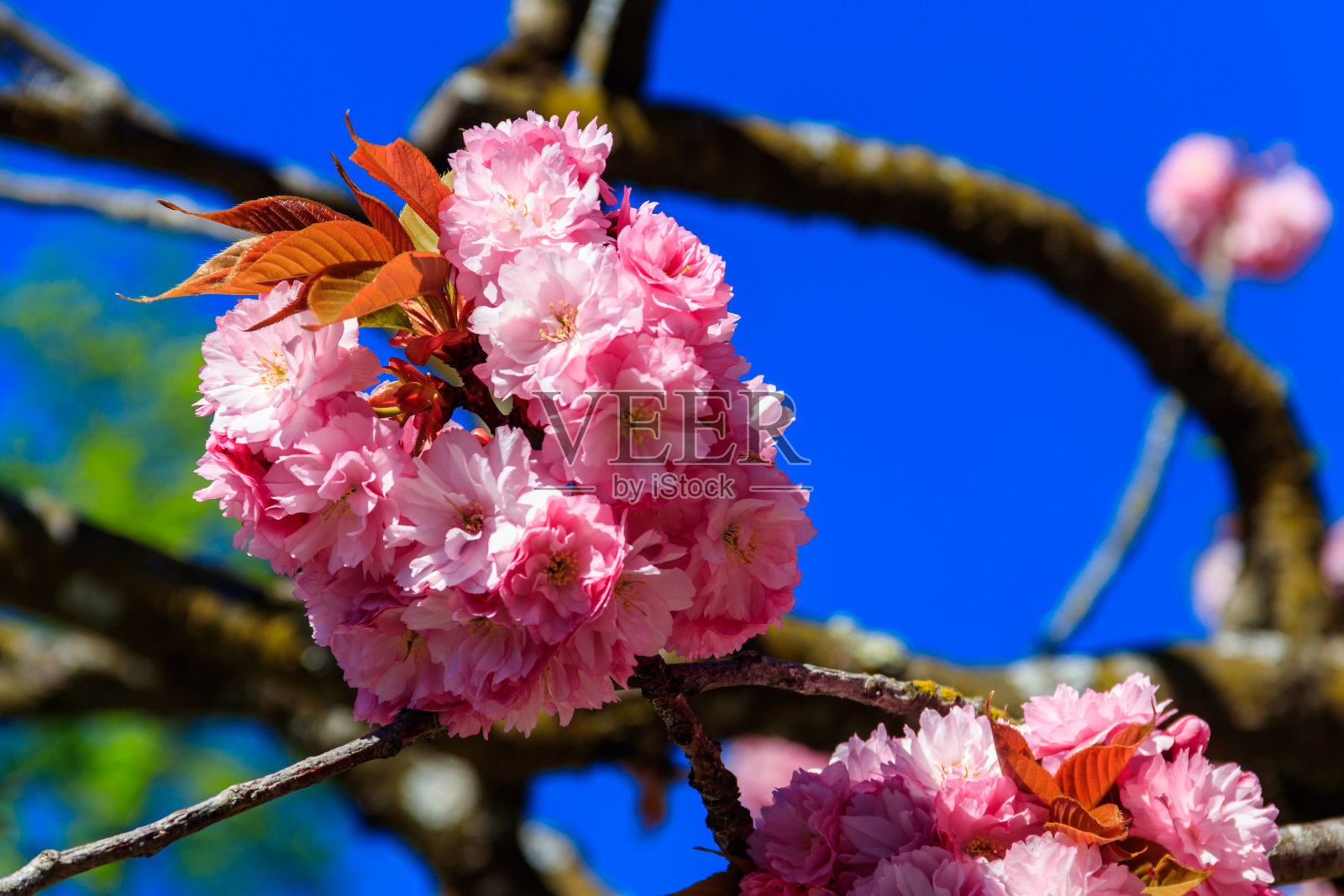 春天，花园里盛开着粉红色的樱花照片摄影图片