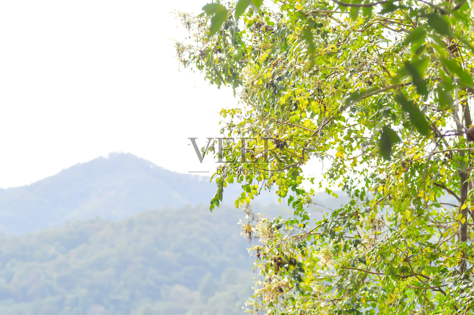 软木树，印度软木树或米林花树照片摄影图片