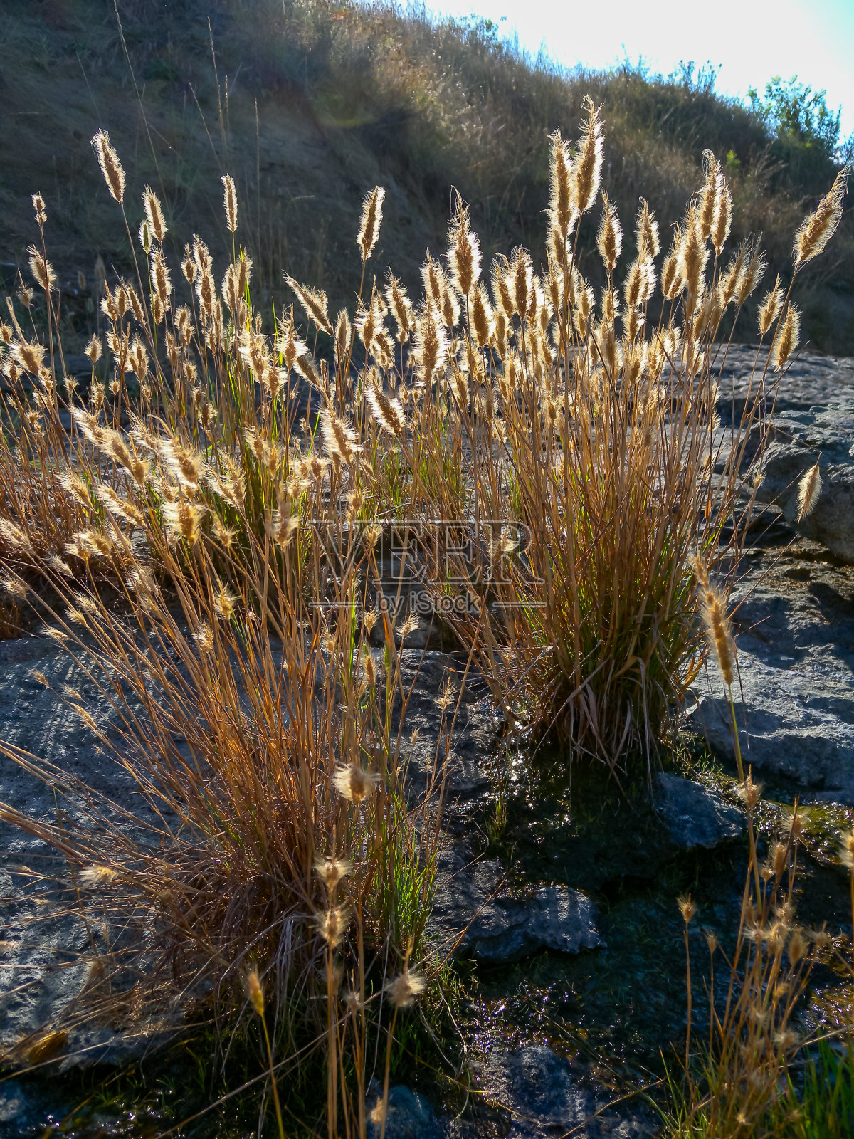 保加利亚Sozopol附近的岩石岸边，背光下的禾科植物的小穗和种子照片摄影图片