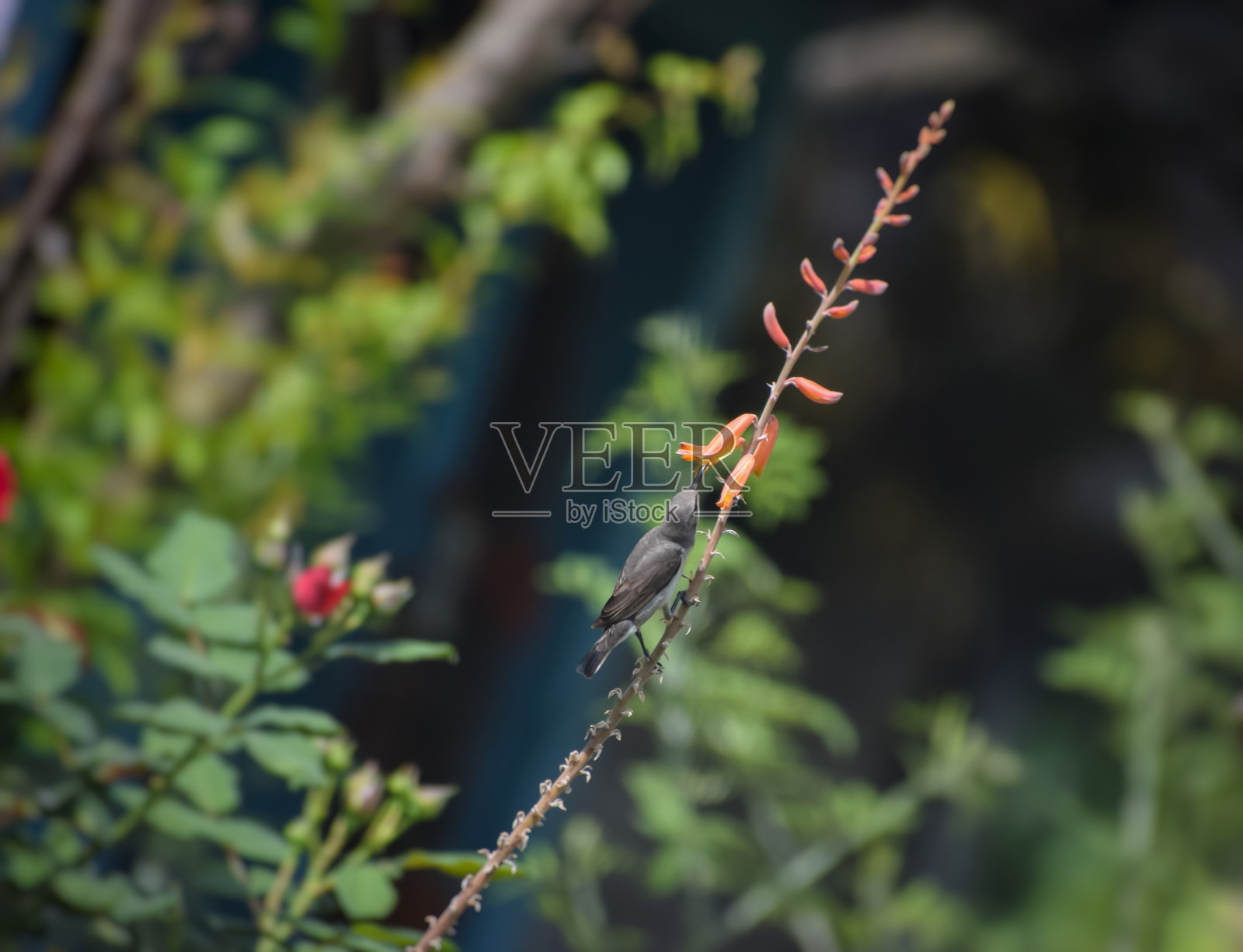 太阳鸟在芦荟花上授粉照片摄影图片