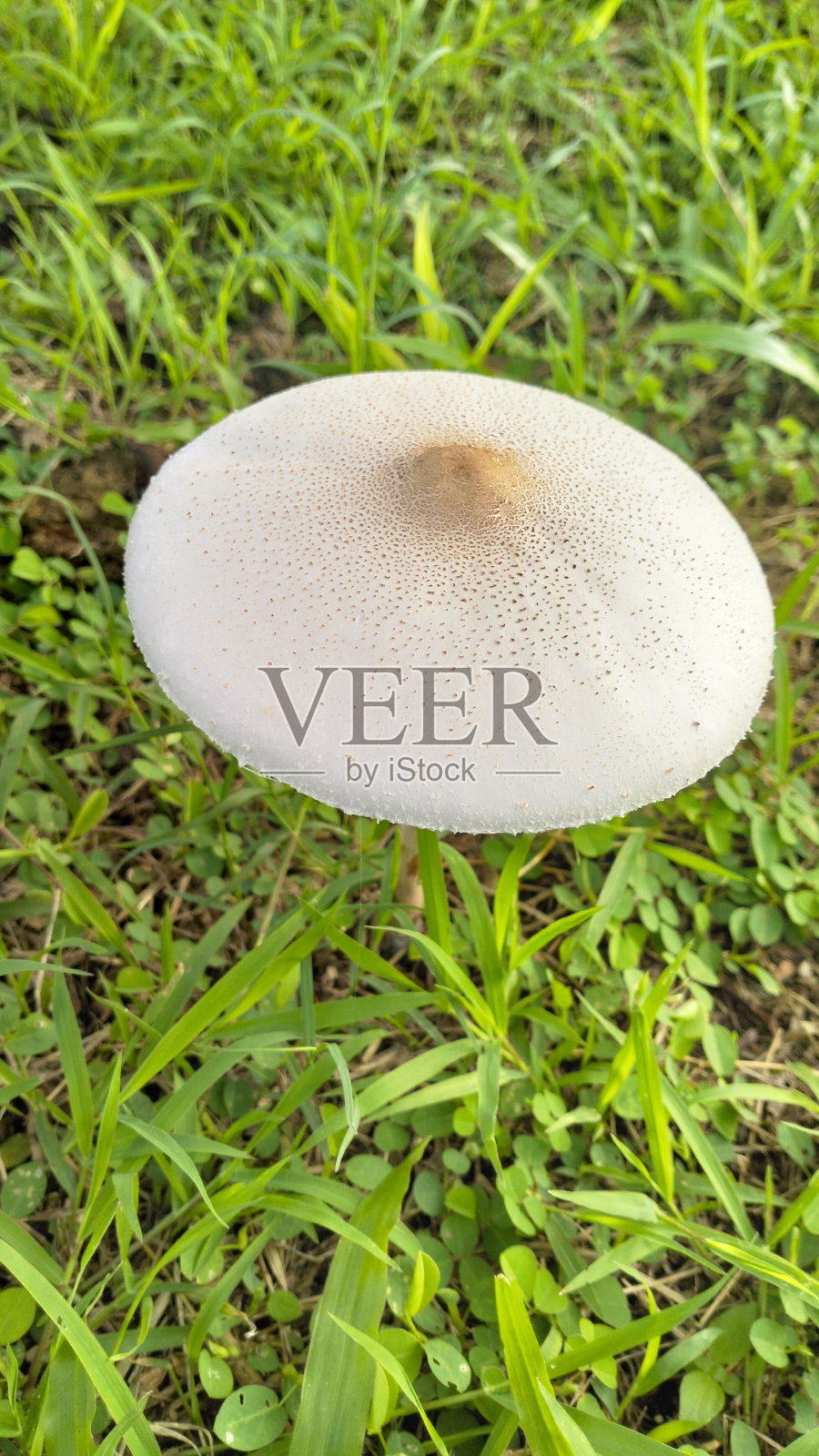 草地上的真菌照片摄影图片