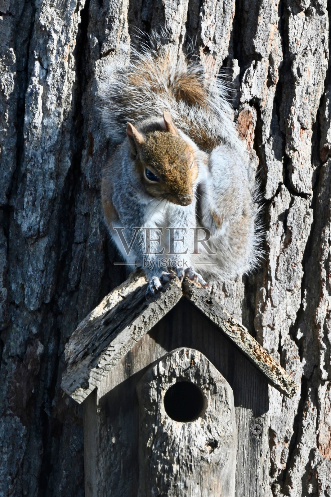 东部灰松鼠在成熟橡树上抓鸟食器照片摄影图片