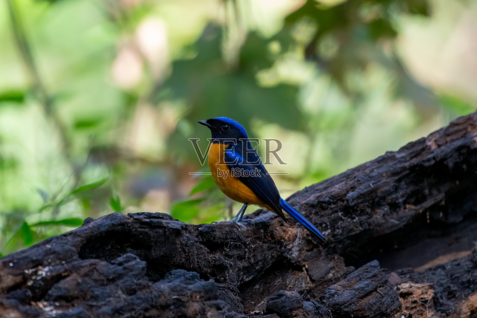 Rufous-bellied Niltava照片摄影图片