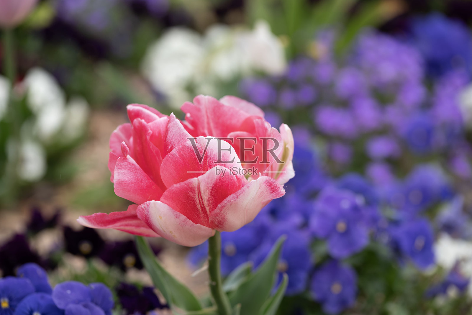 一朵粉红色的郁金香在聚光灯下的边缘照片摄影图片