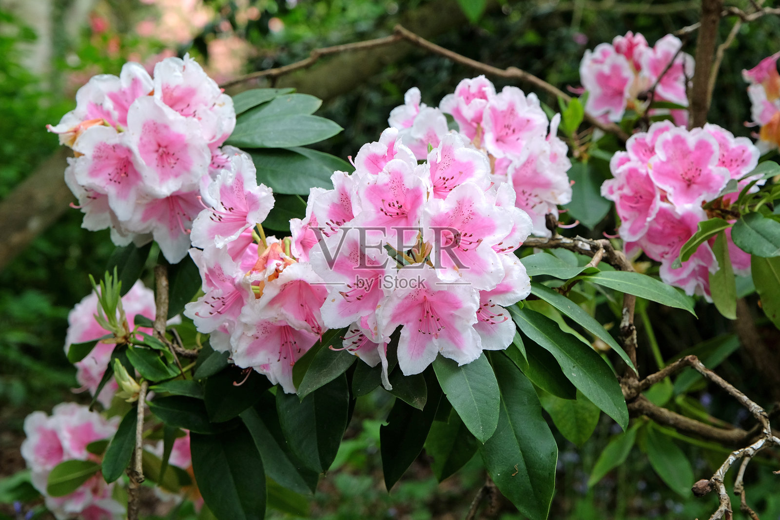 粉红色和白色的杜鹃花'珍妮特沃德'的花。照片摄影图片