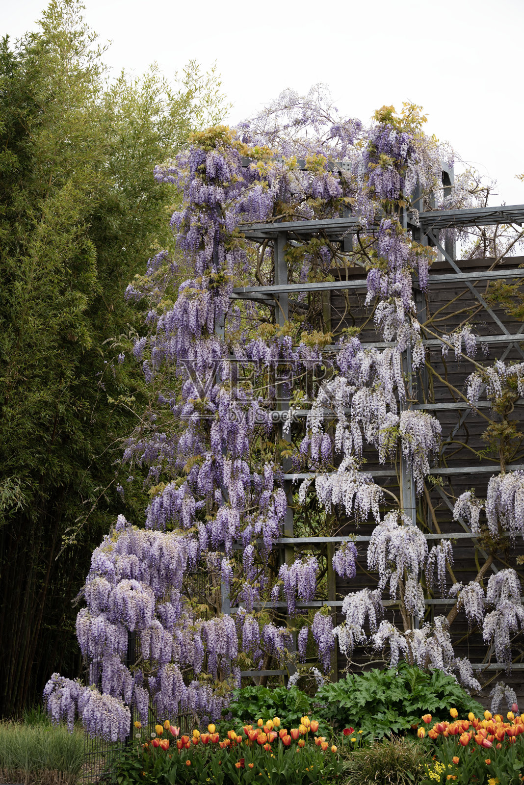 紫藤摘要。叫做紫藤照片摄影图片