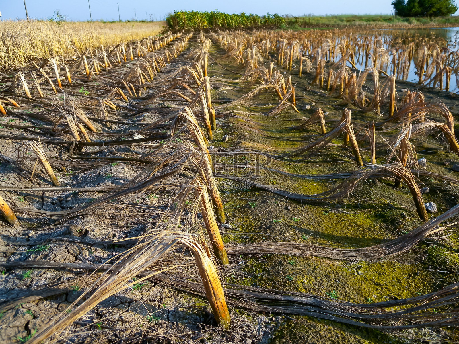 日落时分，被洪水淹没的田地上腐烂的玉米秸秆照片摄影图片