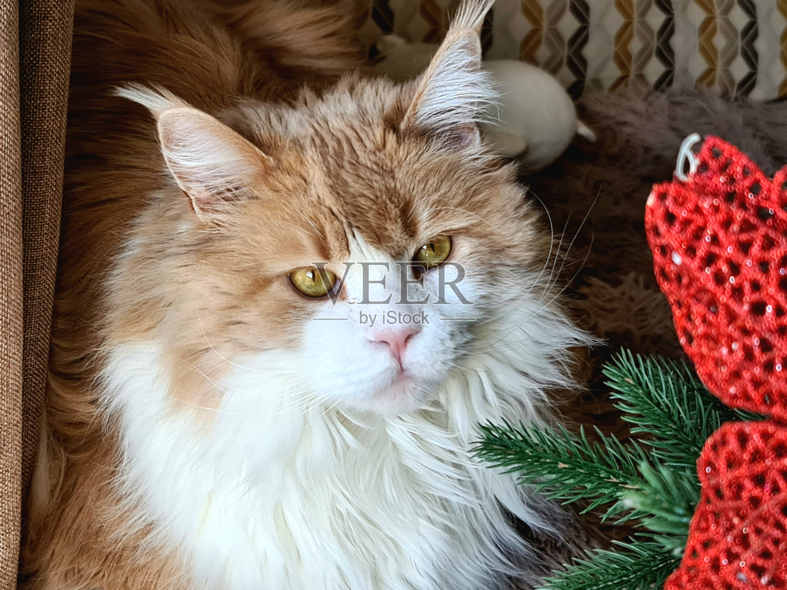 肖像，缅因猫，毛茸茸的大猫，黄色的眼睛和长长的胡须照片摄影图片