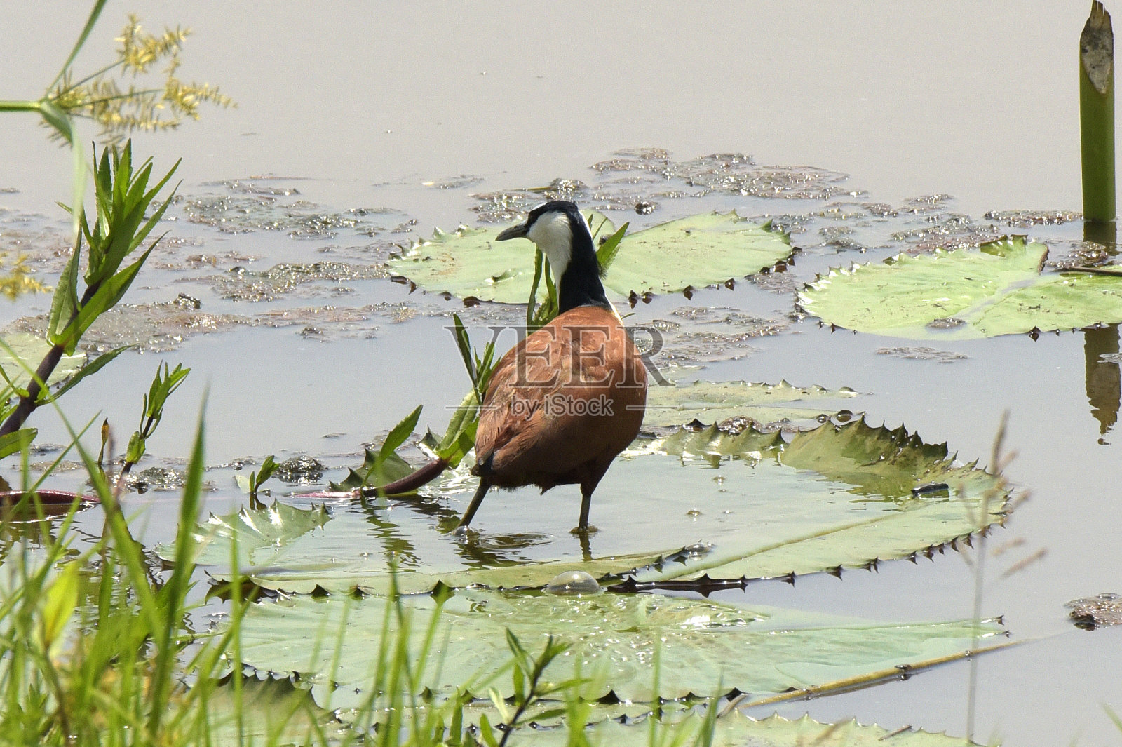 非洲水雉照片摄影图片
