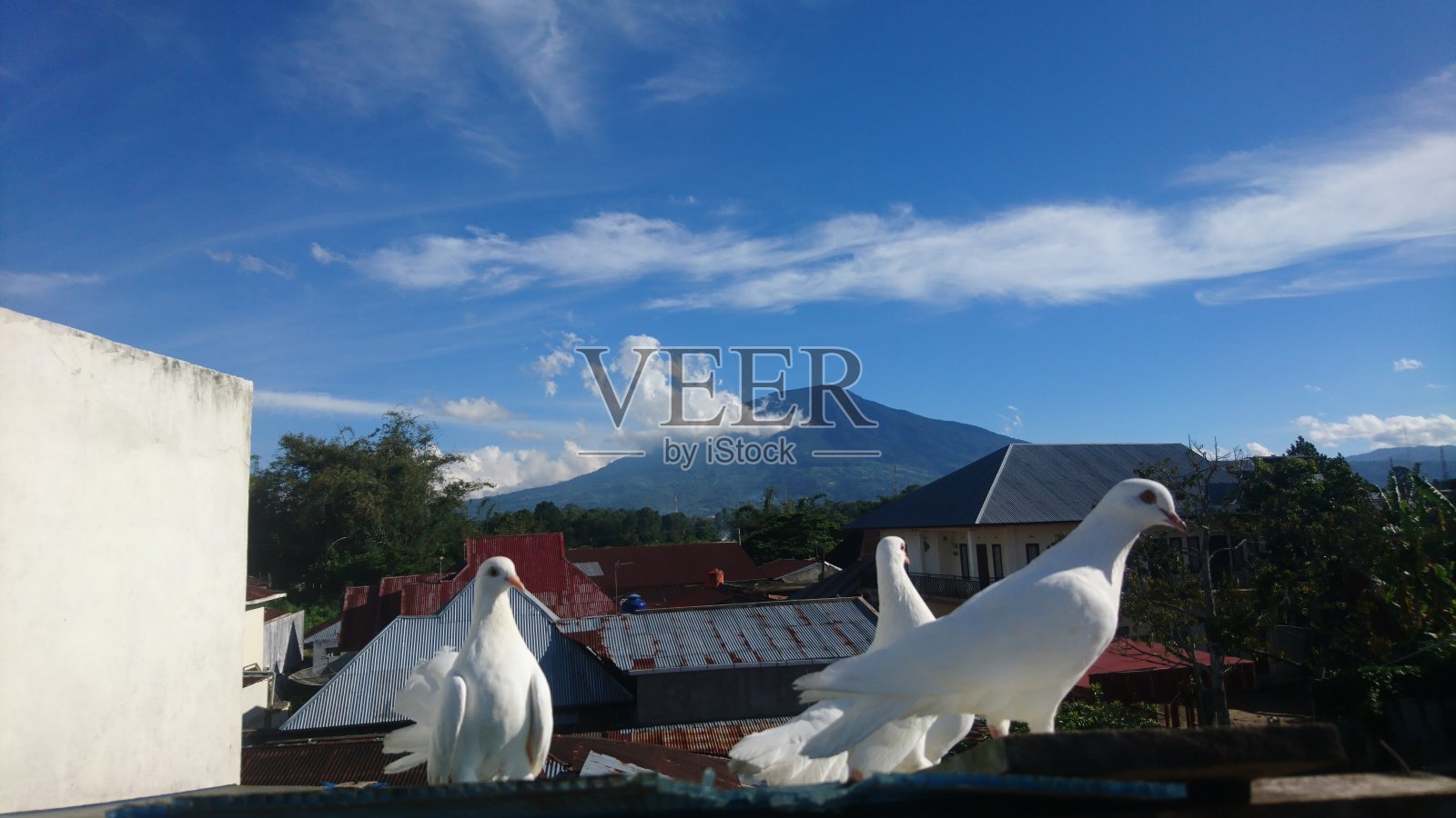 鸽子照片摄影图片