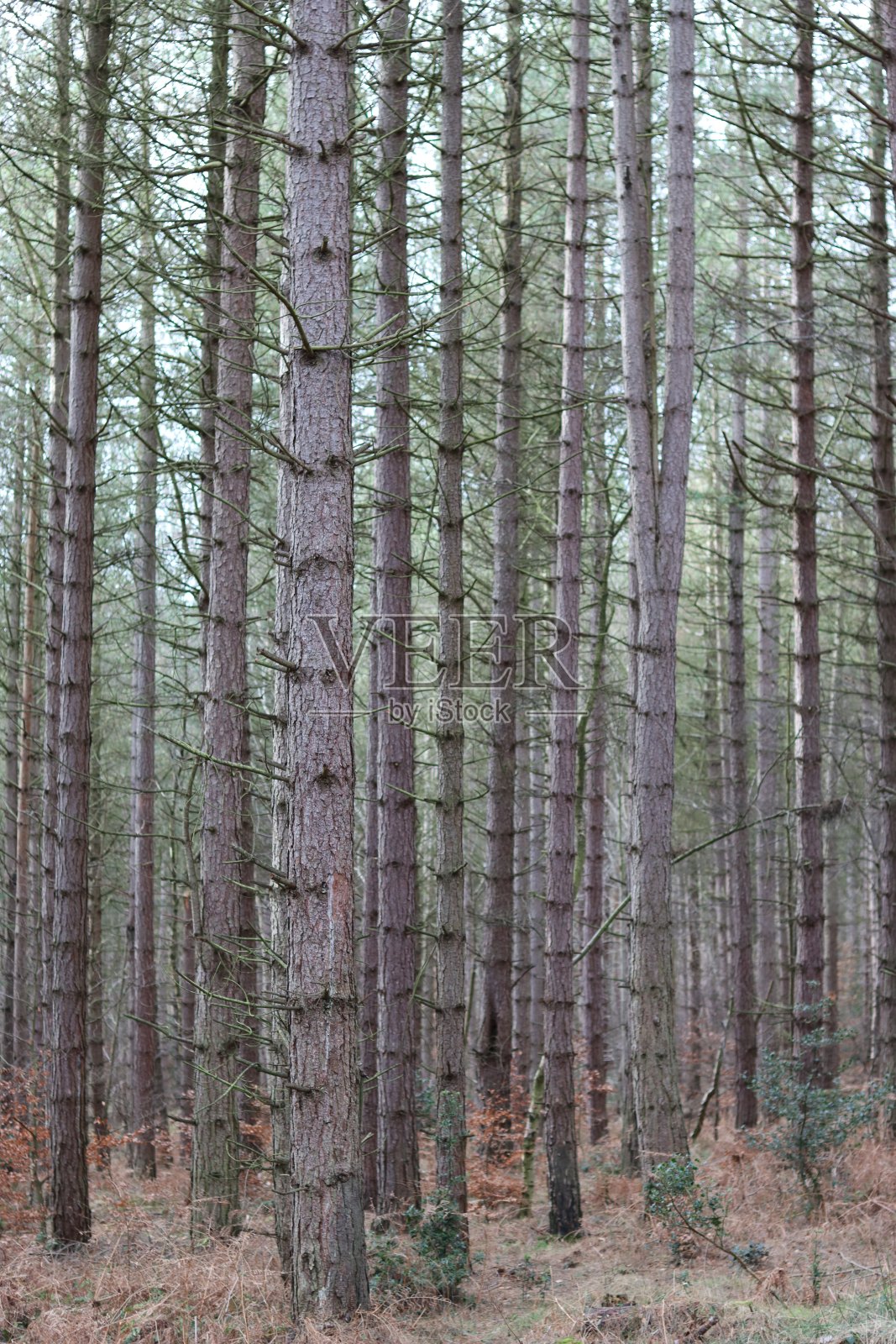 冬天，透过高大的针叶树看到的树林照片摄影图片