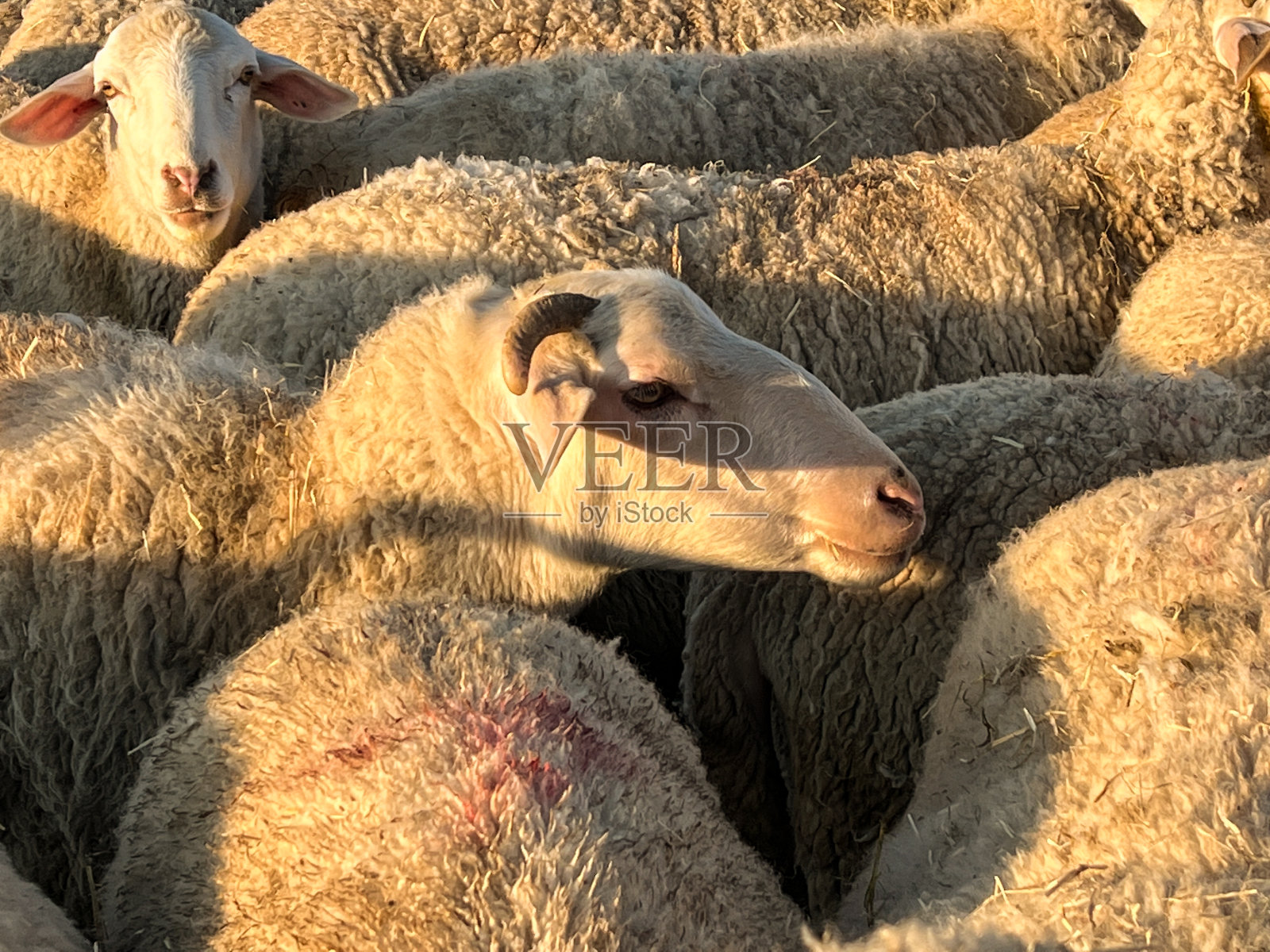 谷仓里的一群羊，农场里的羊照片摄影图片