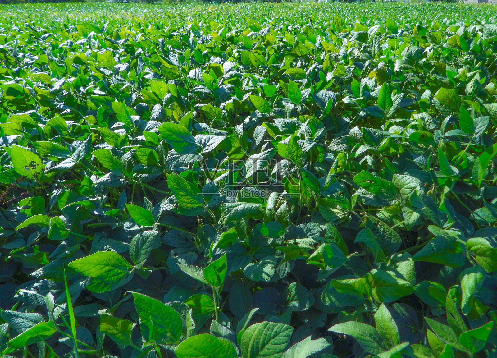 绿色大豆种植园照片摄影图片