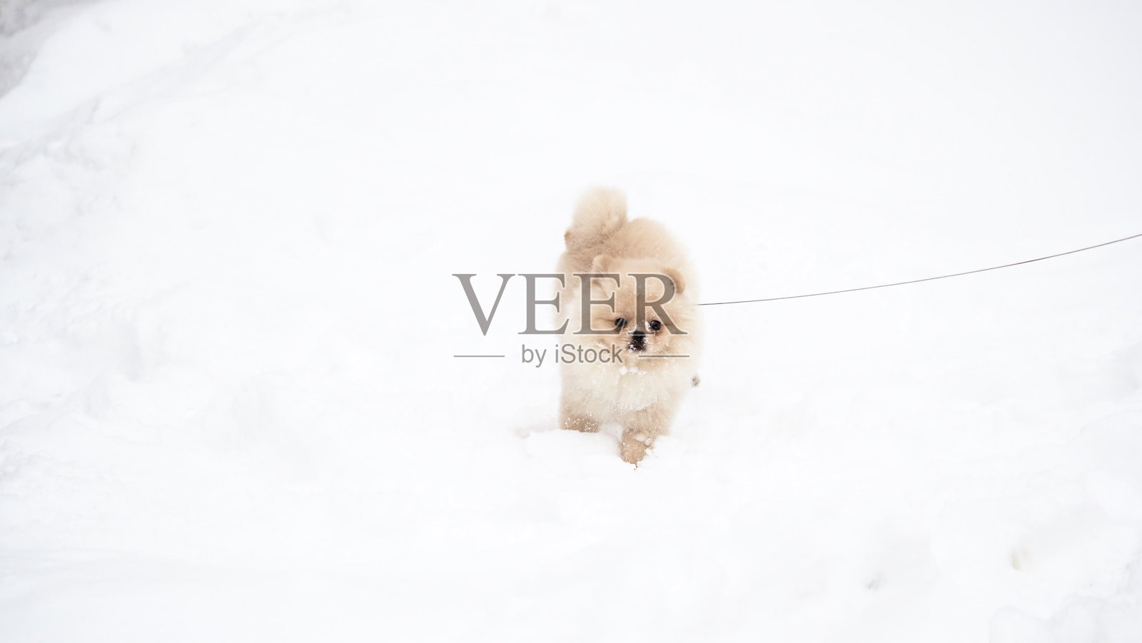 斯皮兹小狗在雪地里拴着皮带照片摄影图片