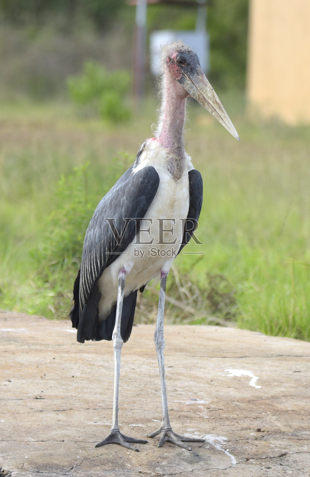 鹳鸟照片摄影图片
