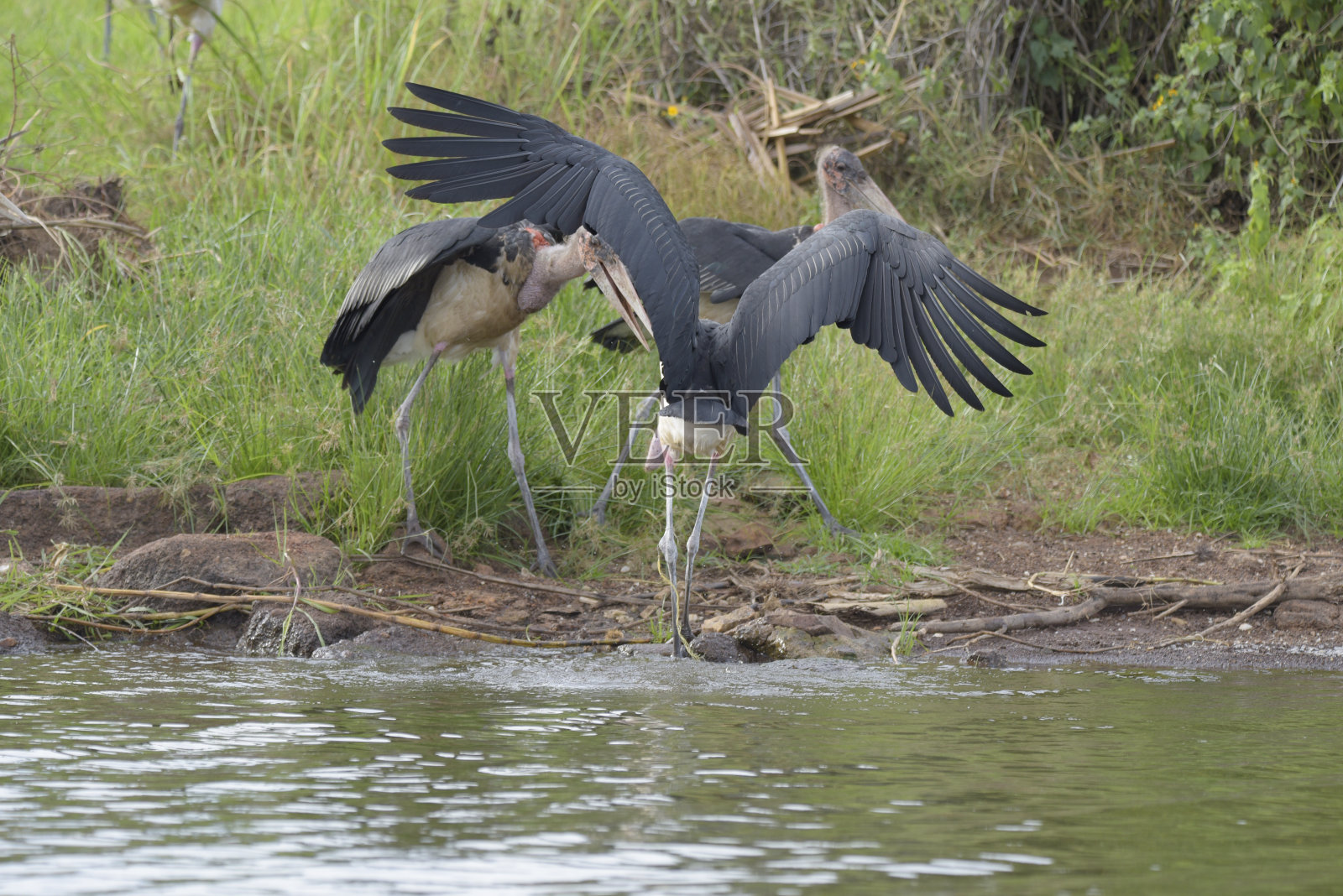 鹳鸟照片摄影图片