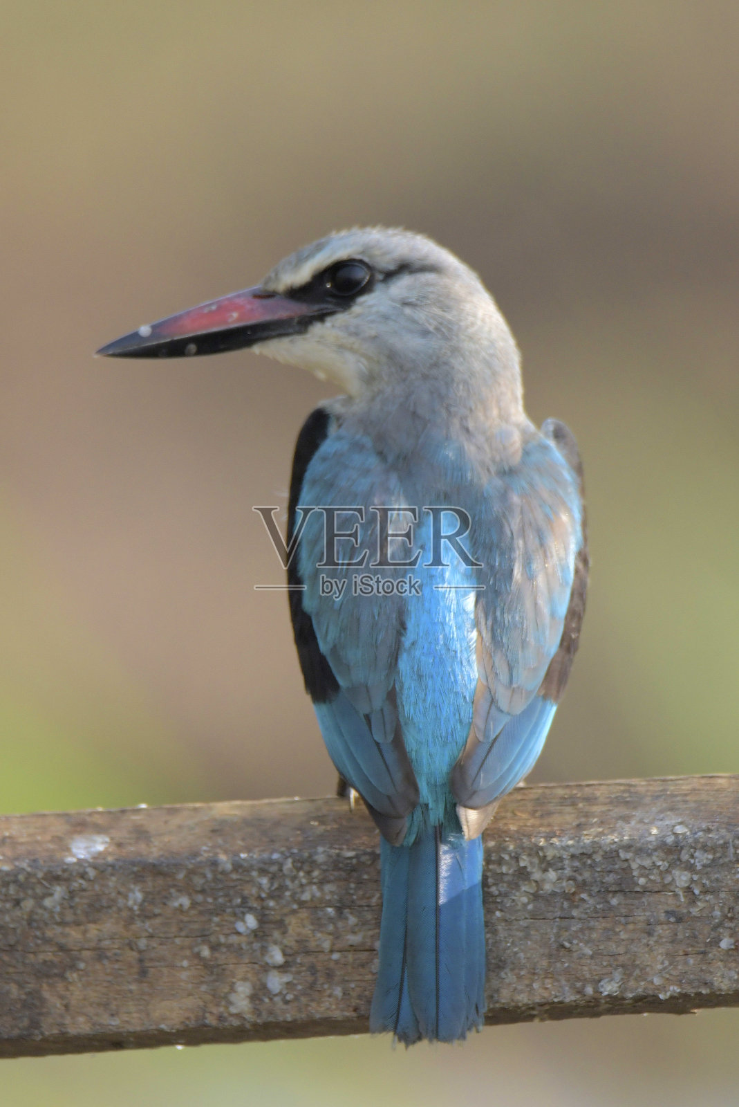 森林翠鸟照片摄影图片