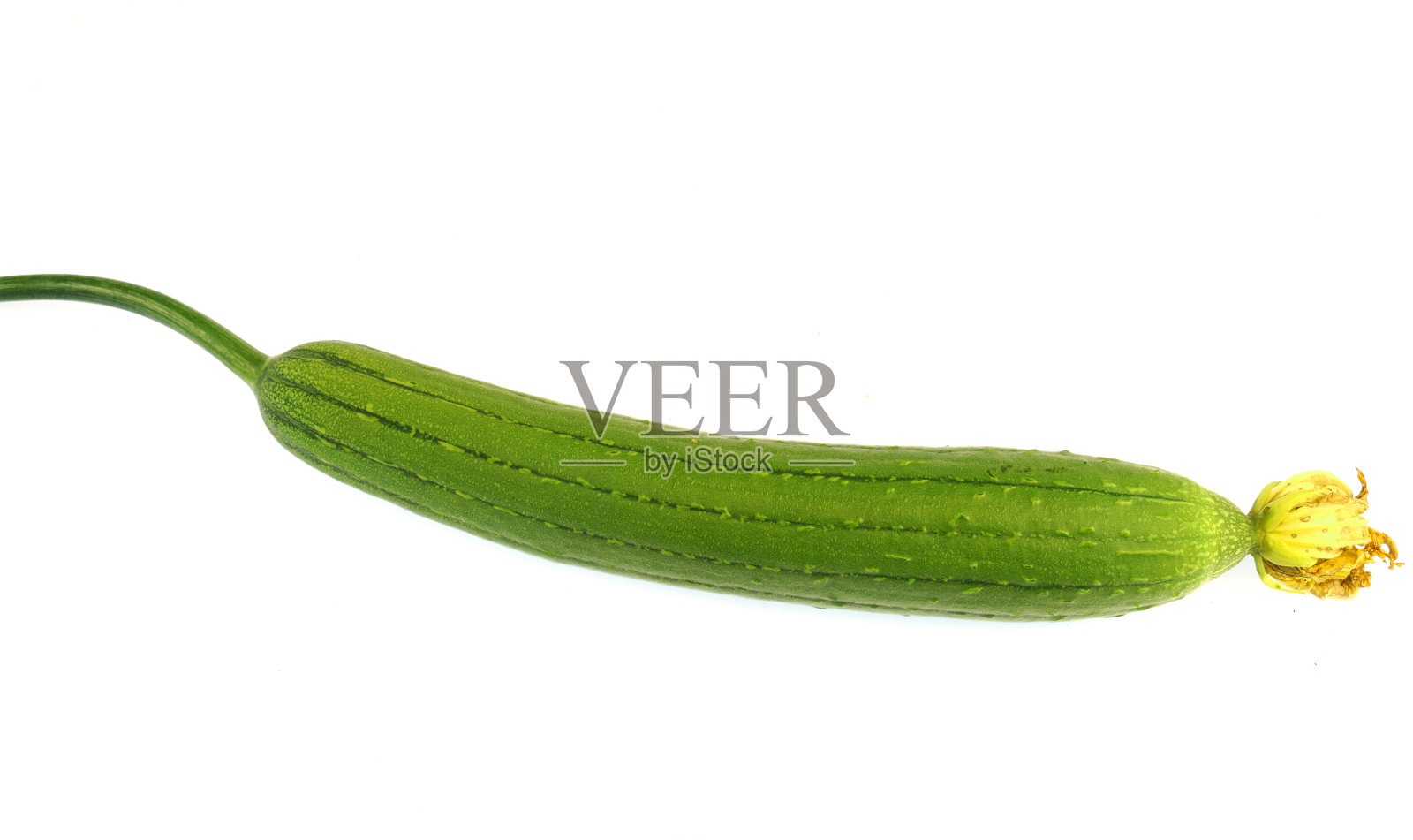 新鲜采摘的丝瓜被隔离在白色背景上照片摄影图片