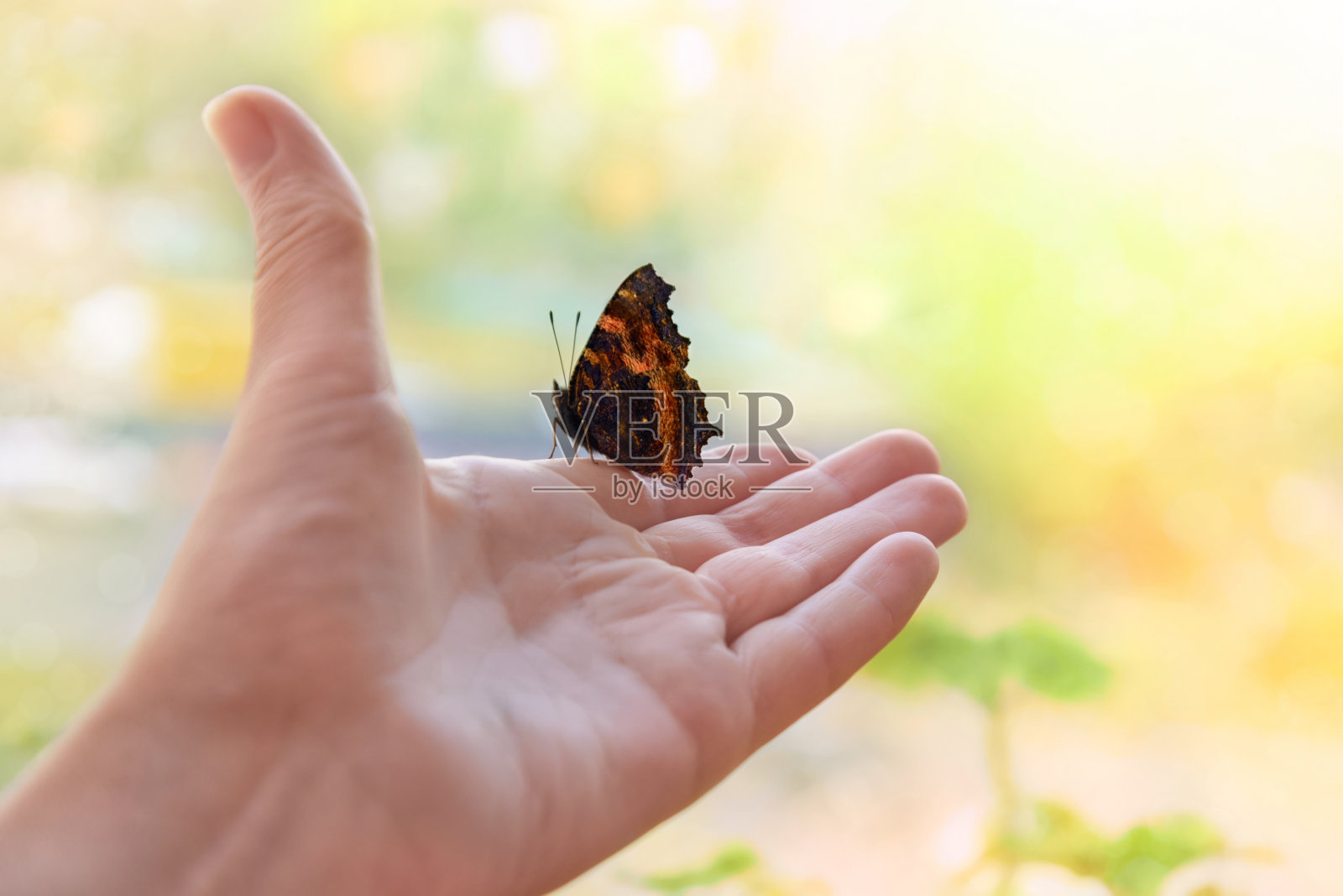 蝴蝶在手照片摄影图片