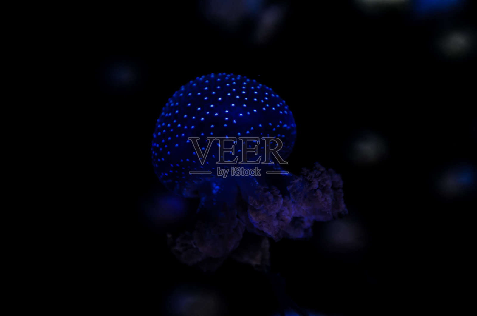 小海蜇照片摄影图片