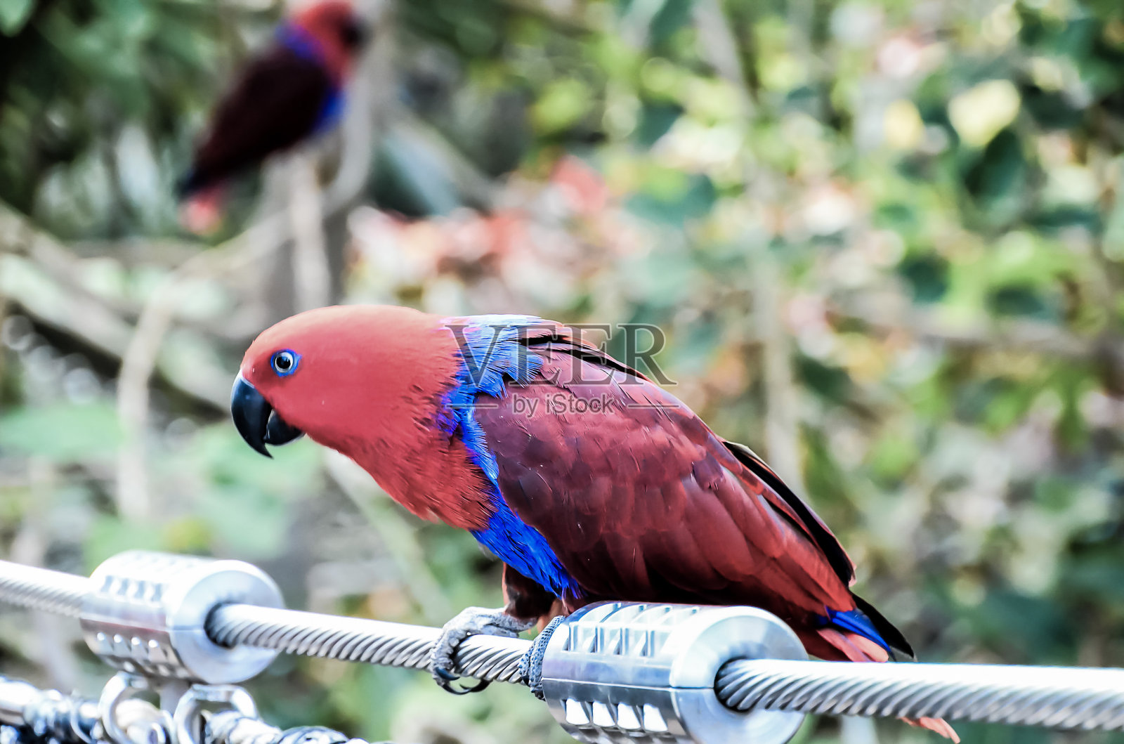 热带鸟类照片摄影图片