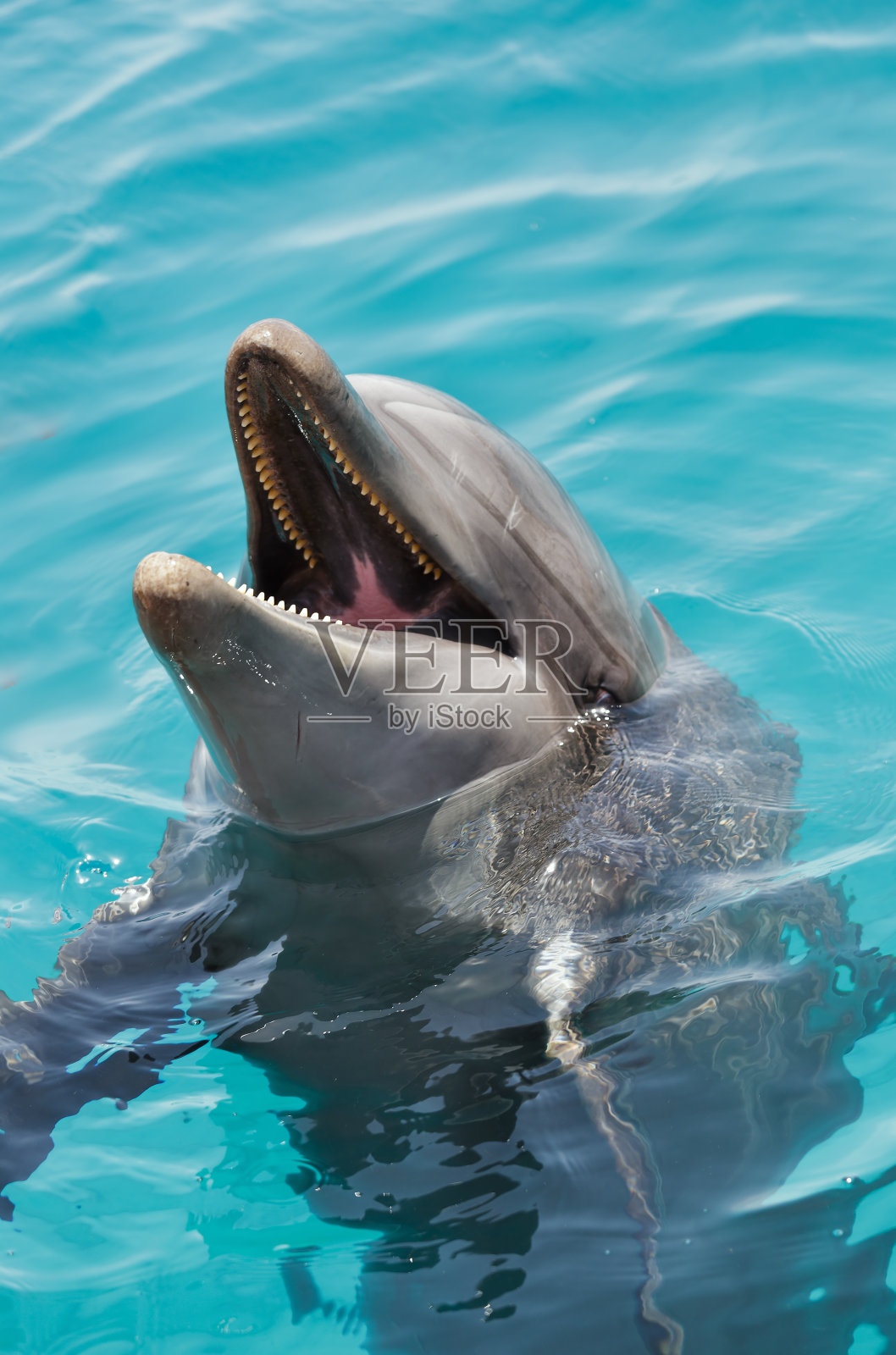 埃拉特湾的海豚照片摄影图片