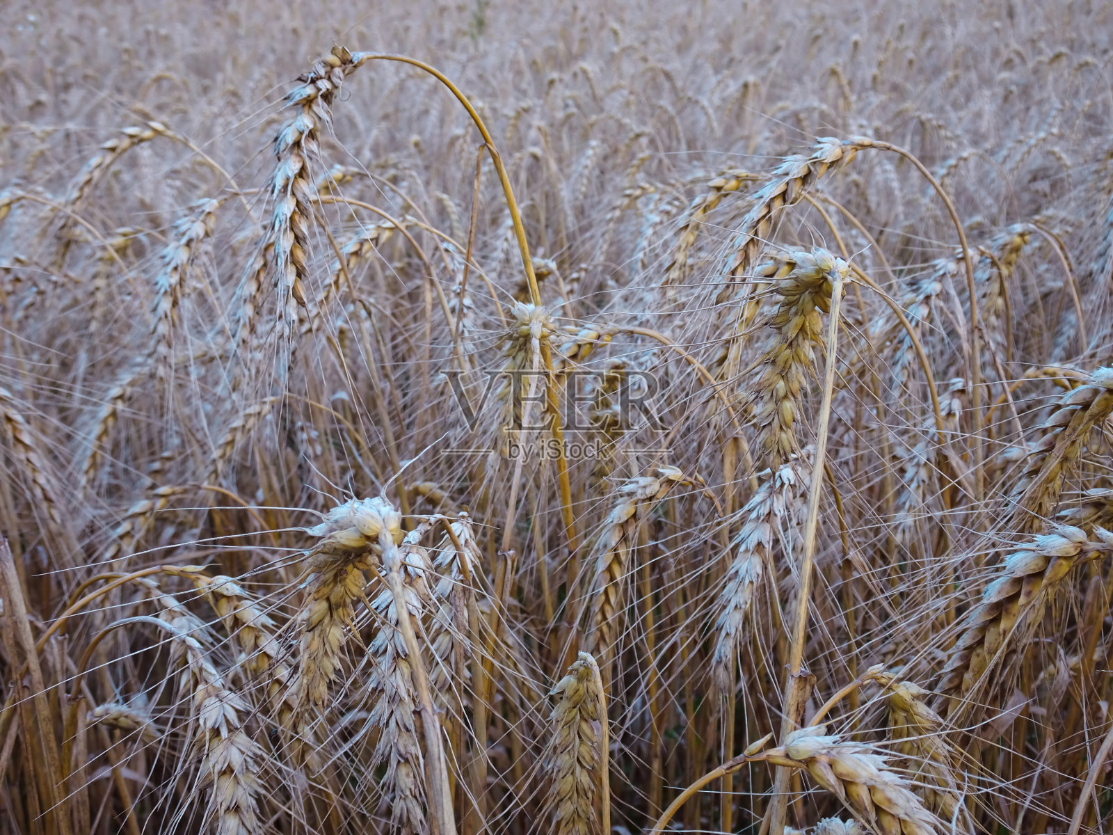 金黄熟透的麦田照片摄影图片