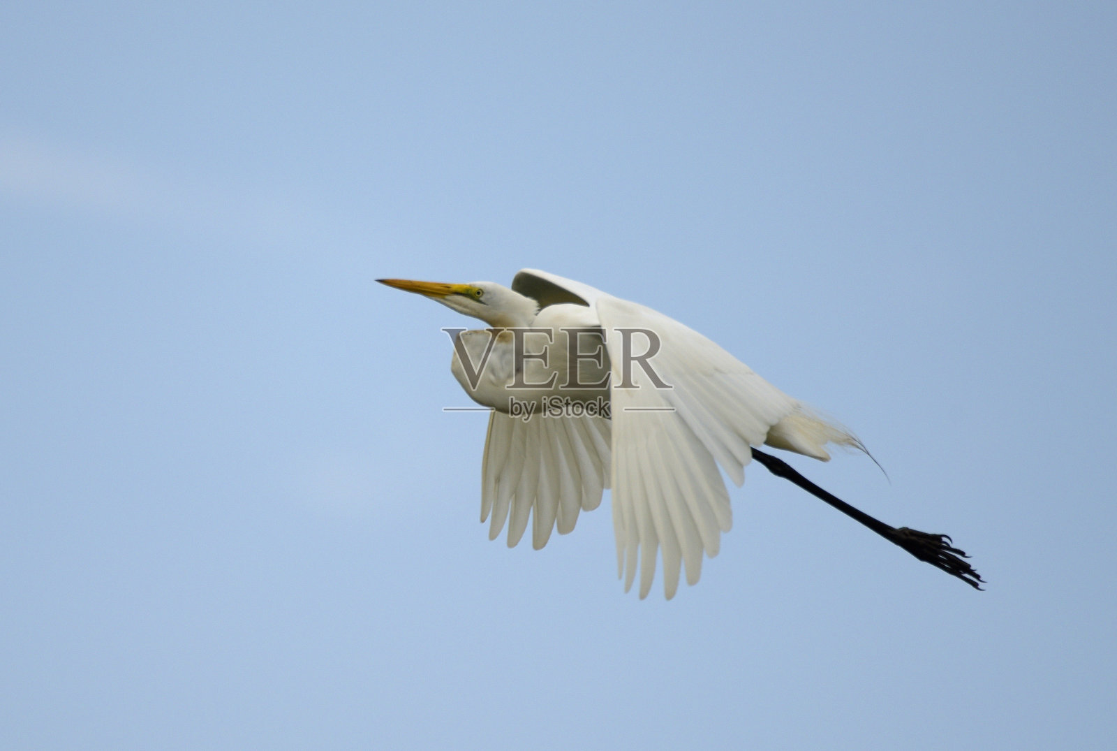 大白鹭照片摄影图片