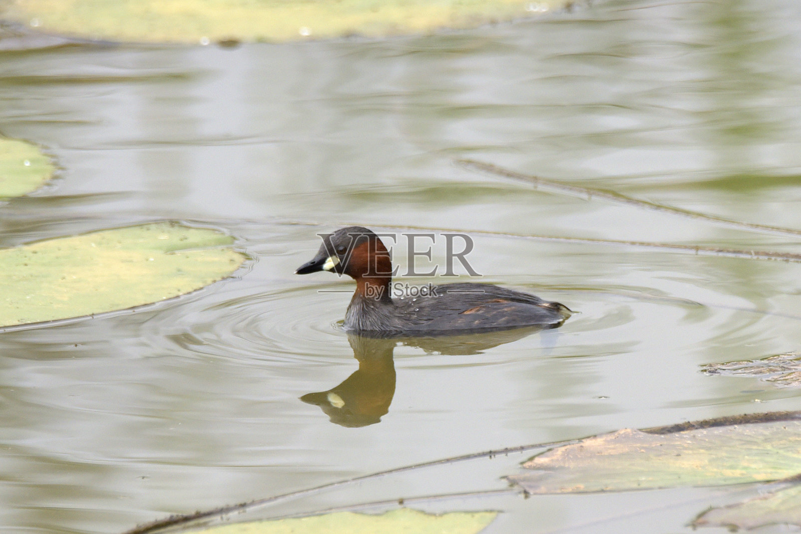 小壁虎照片摄影图片