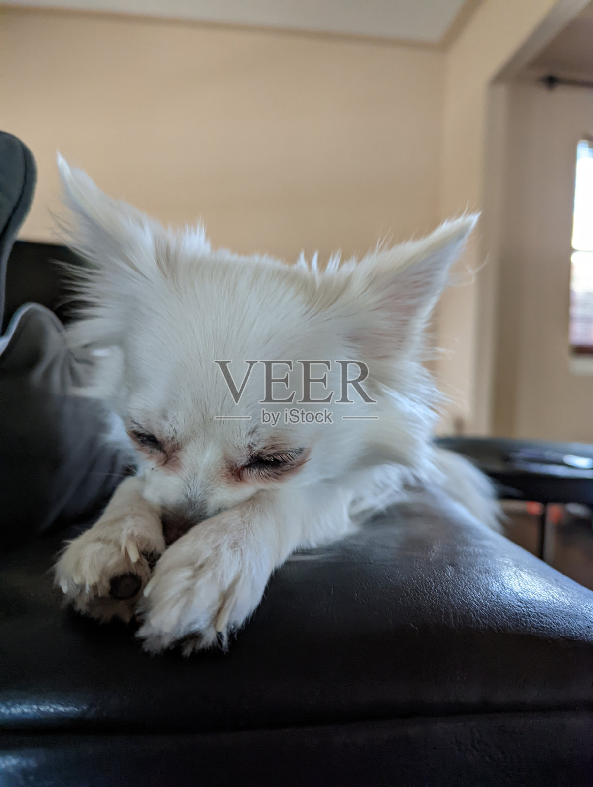 小狗在打盹照片摄影图片