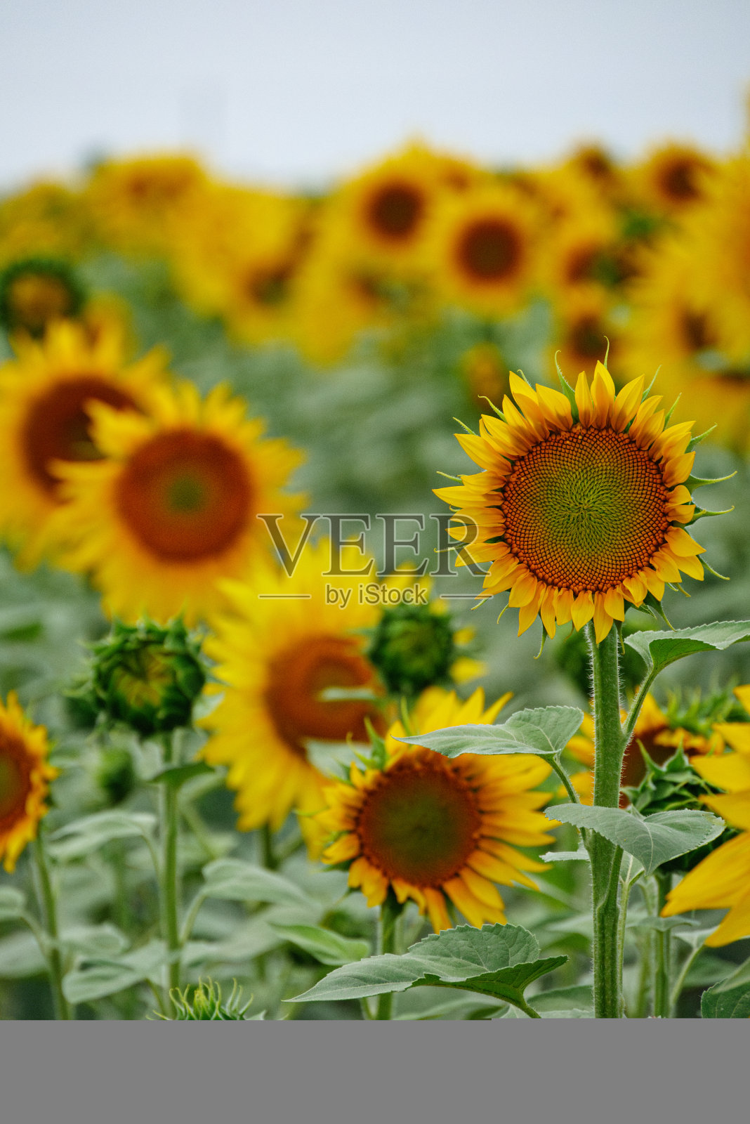 黄色向日葵头盛开在田野背景。石油与农业主题。有机农业照片摄影图片