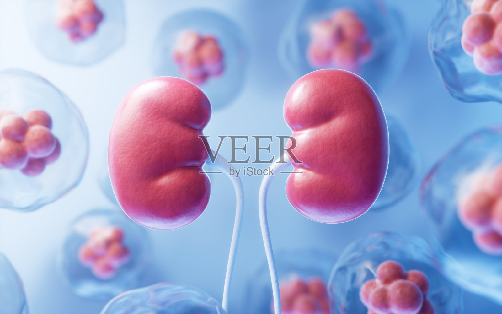 肾脏具有生物学和保健概念，3d渲染。照片摄影图片