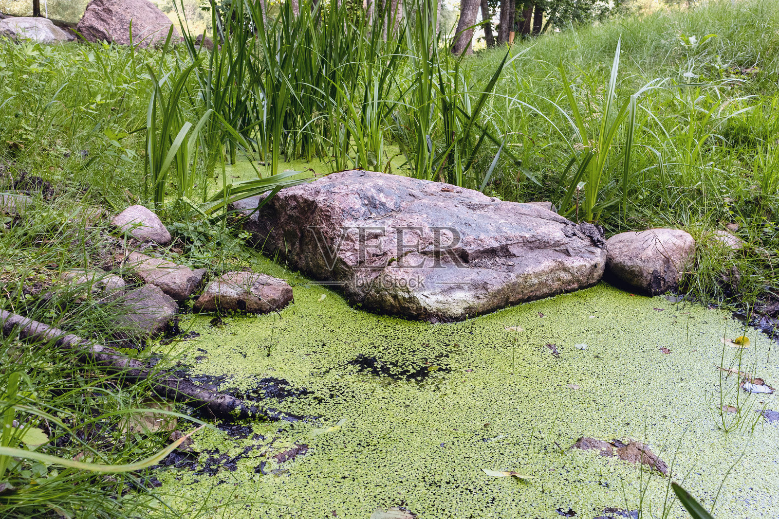 近距离观察溪流中的开花水藻照片摄影图片