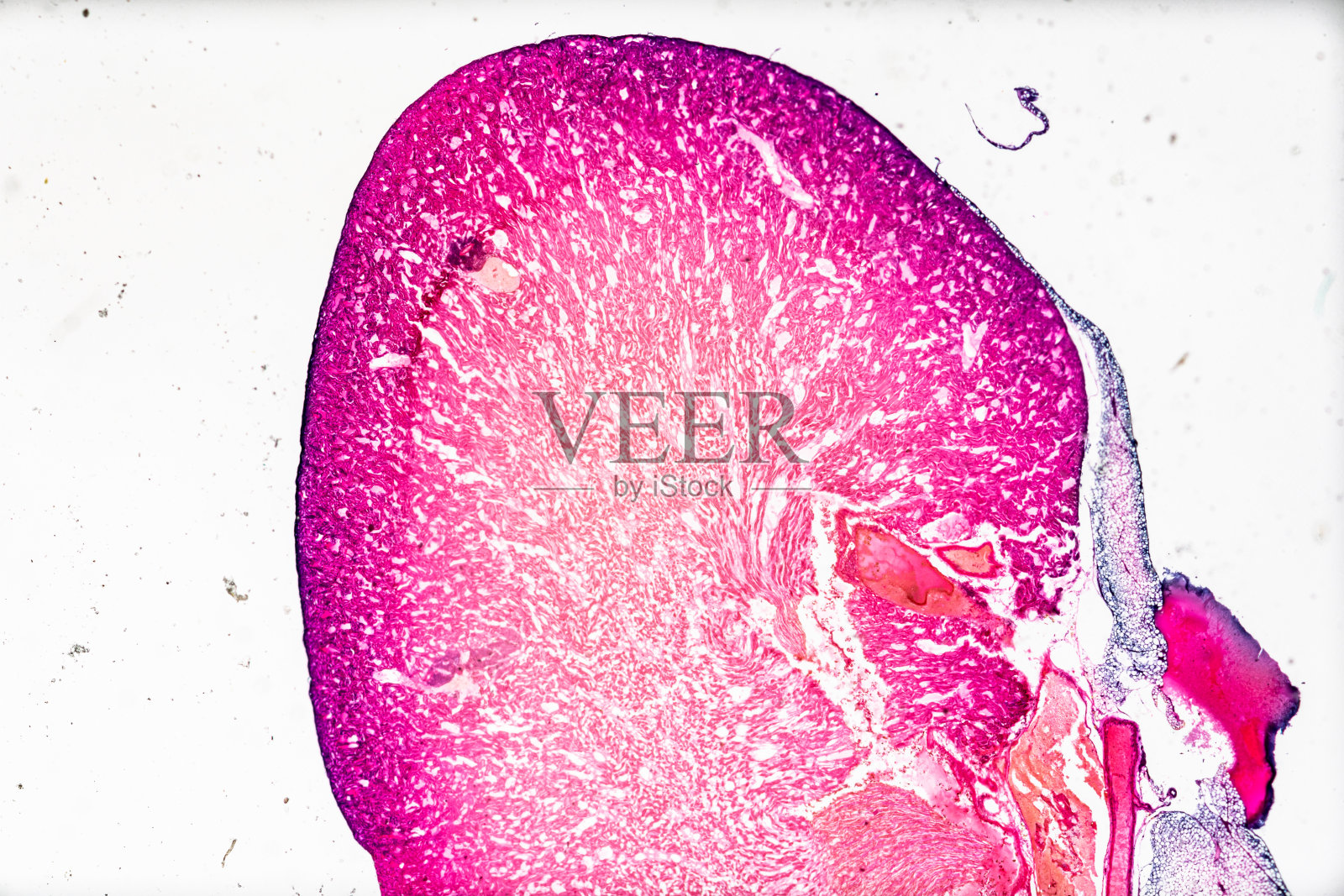 肾，L.S.白底光镜下组织学标本照片摄影图片